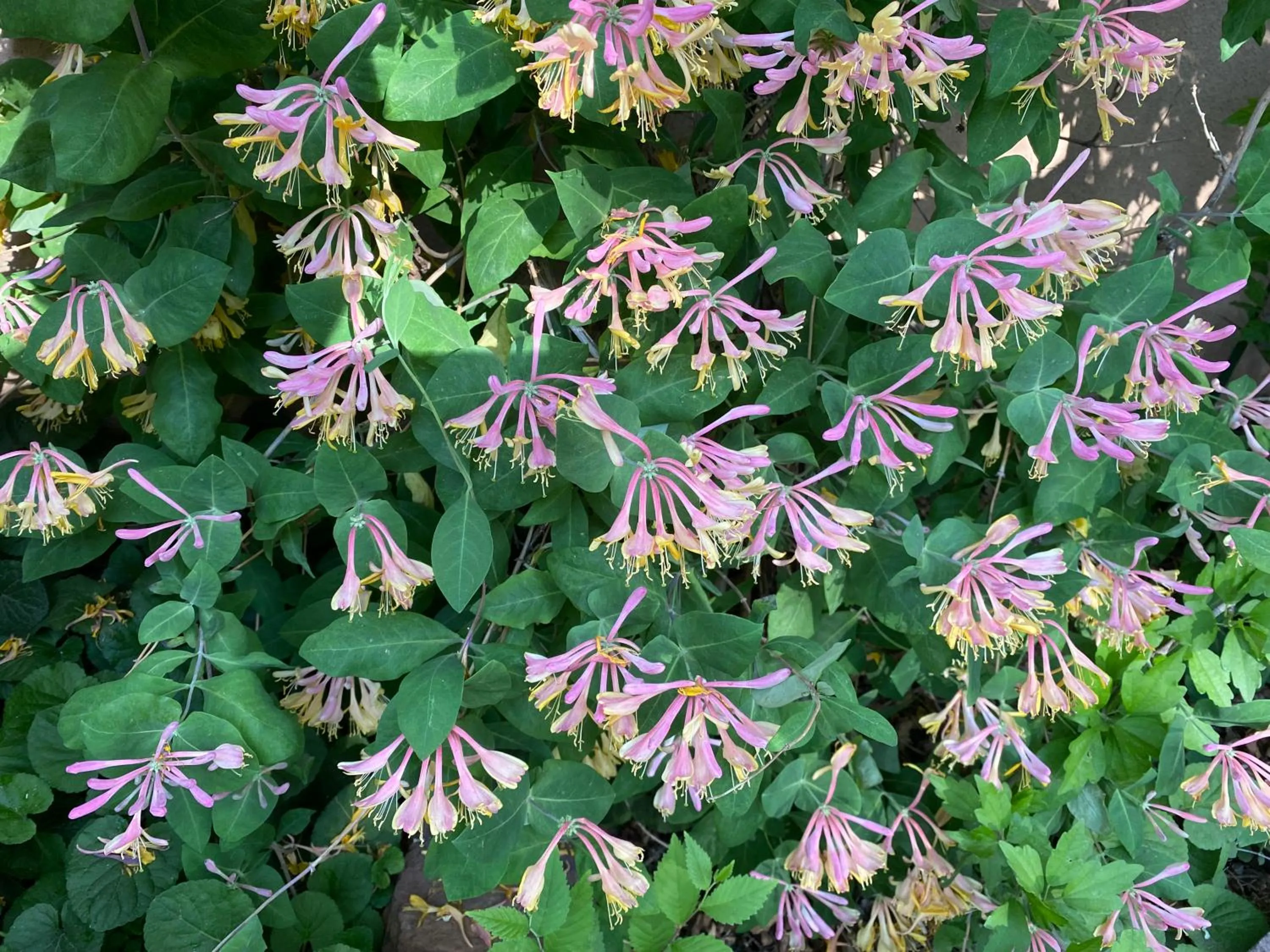 Inner courtyard view in Casa de Tres Lunas/House of Three Moons