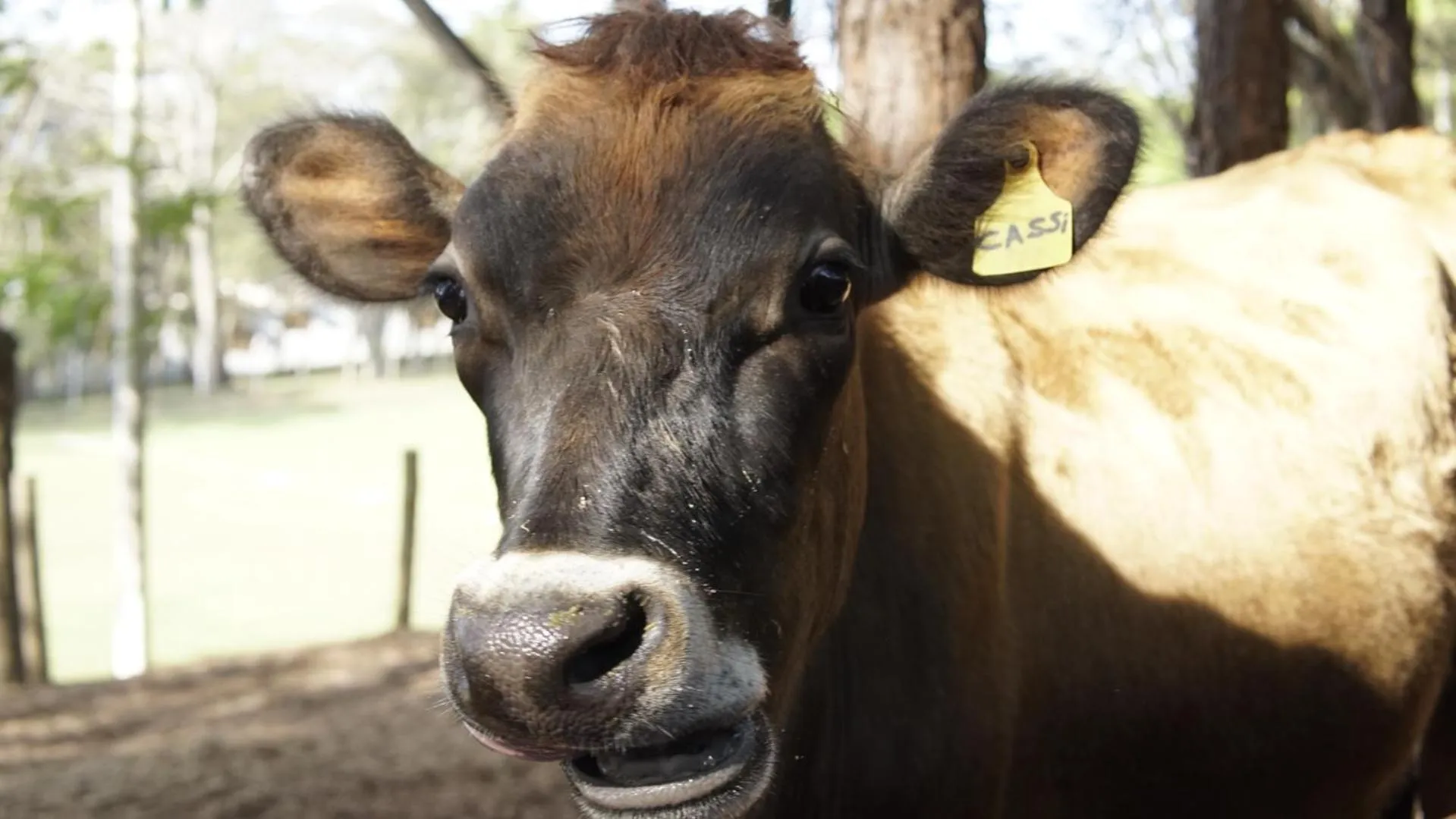 Animals in Resort Fazenda Sao João