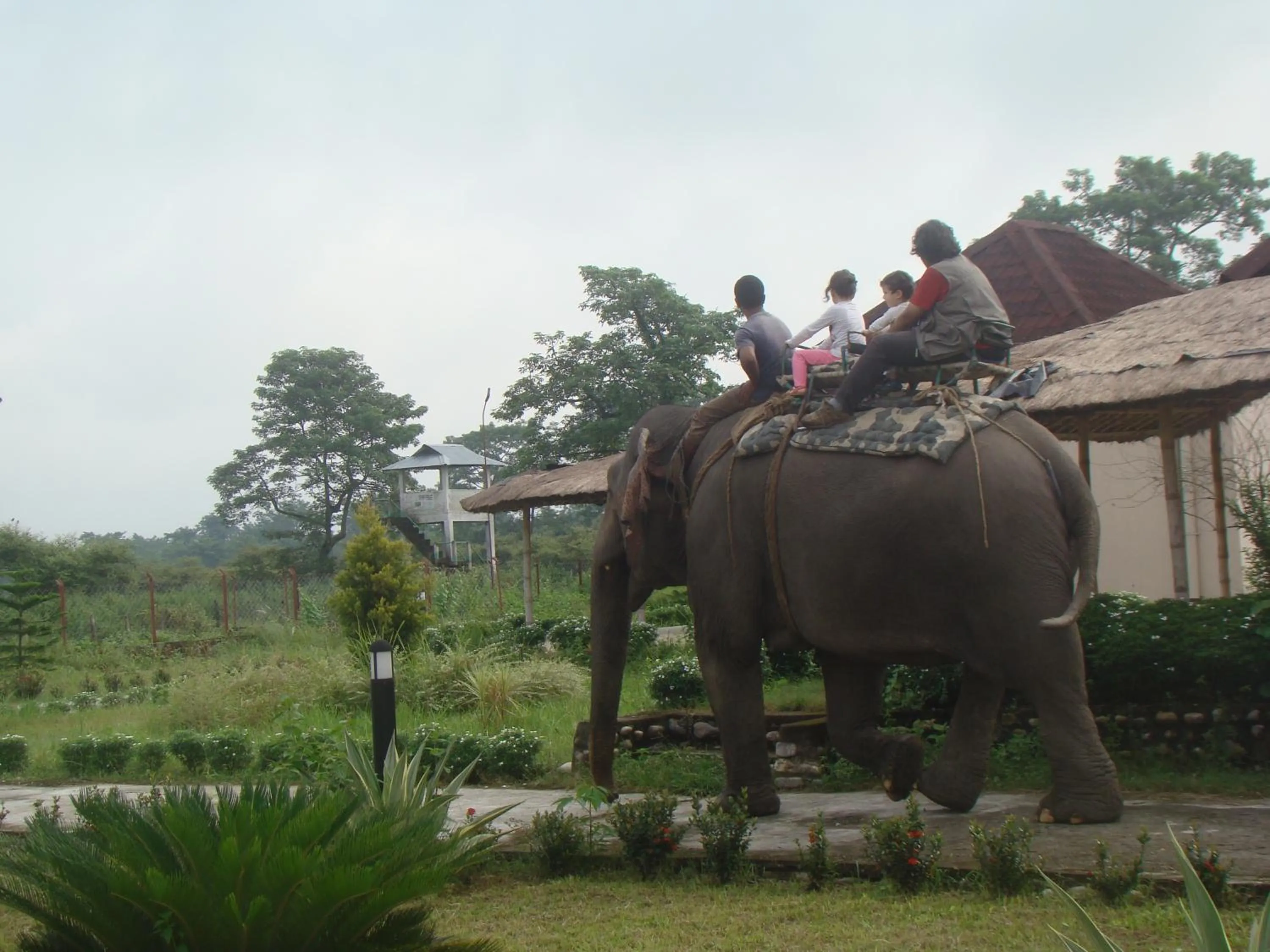 Activities in Musa Jungle Retreat