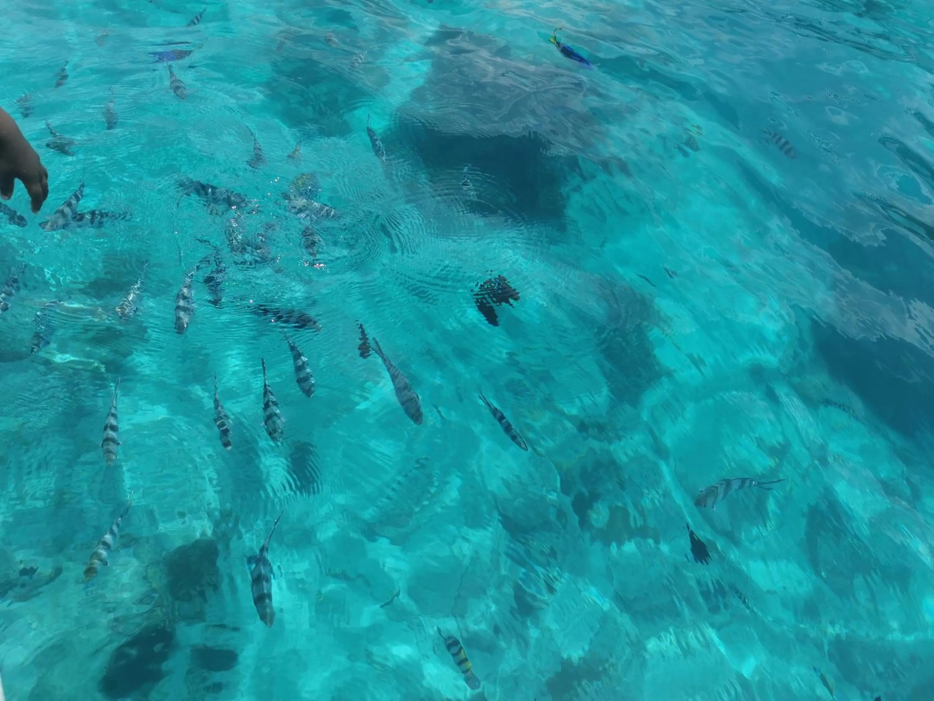 Snorkeling in Holiday Time Bungalows Zanzibar