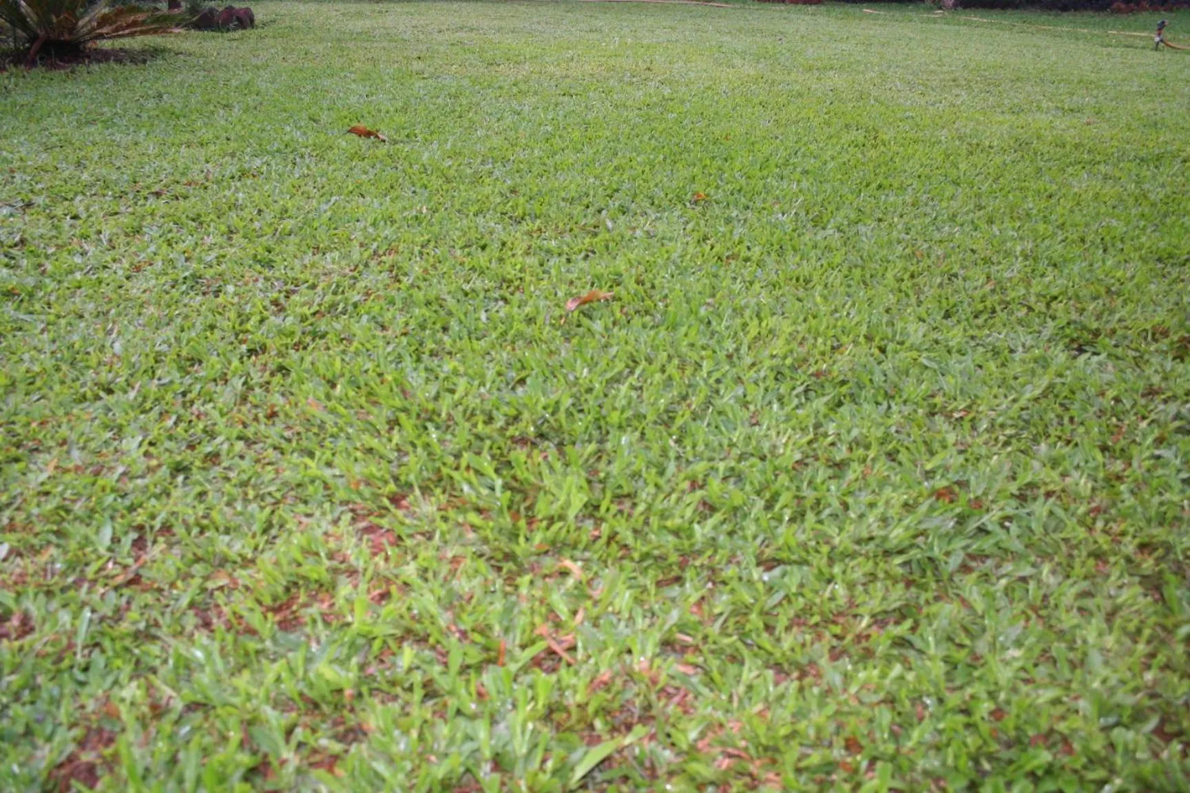 Garden in Hotel Ferreira Resort