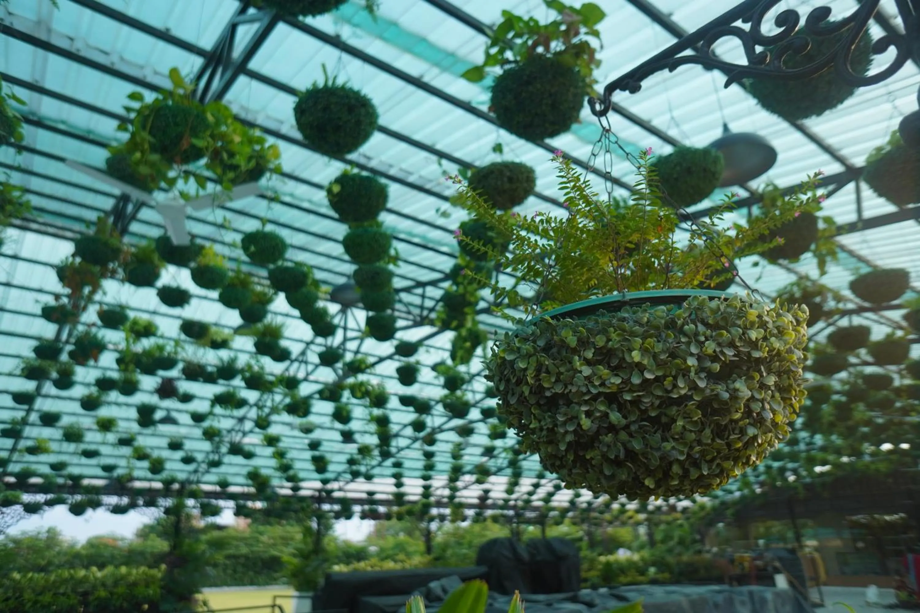 Garden in Mayfair Purnea