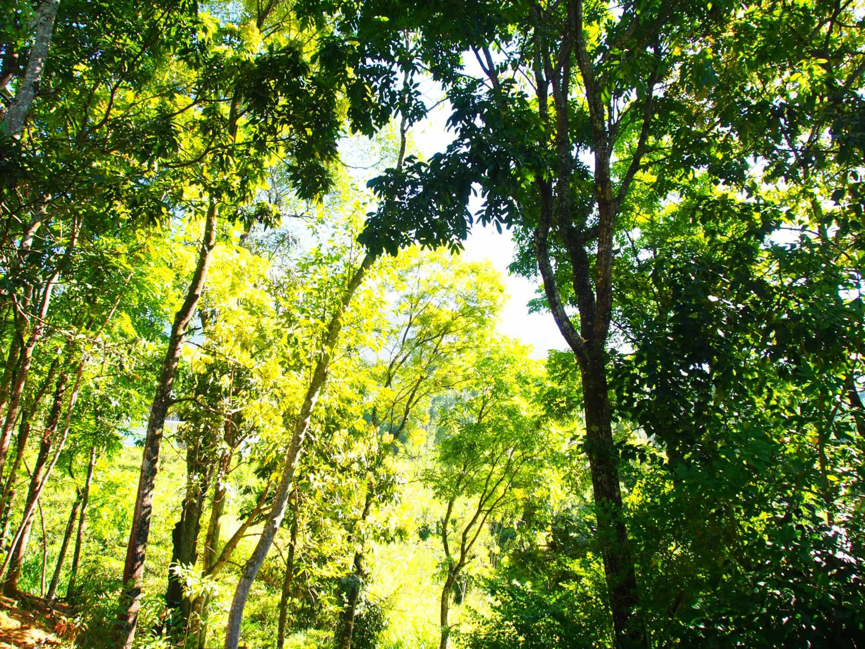 Hiking in TEARAMB HOLIDAY BUNGALOW