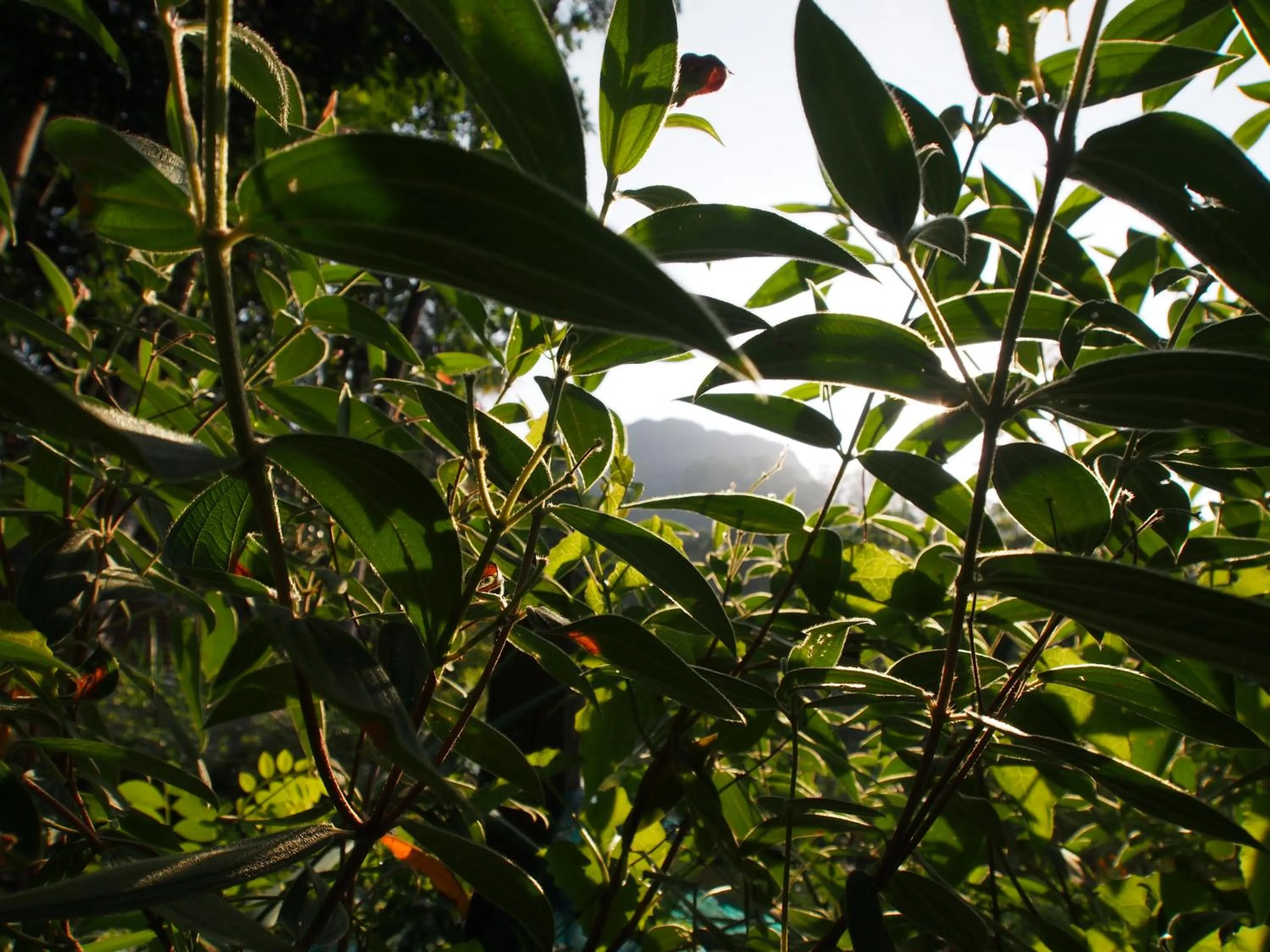 TEARAMB HOLIDAY BUNGALOW