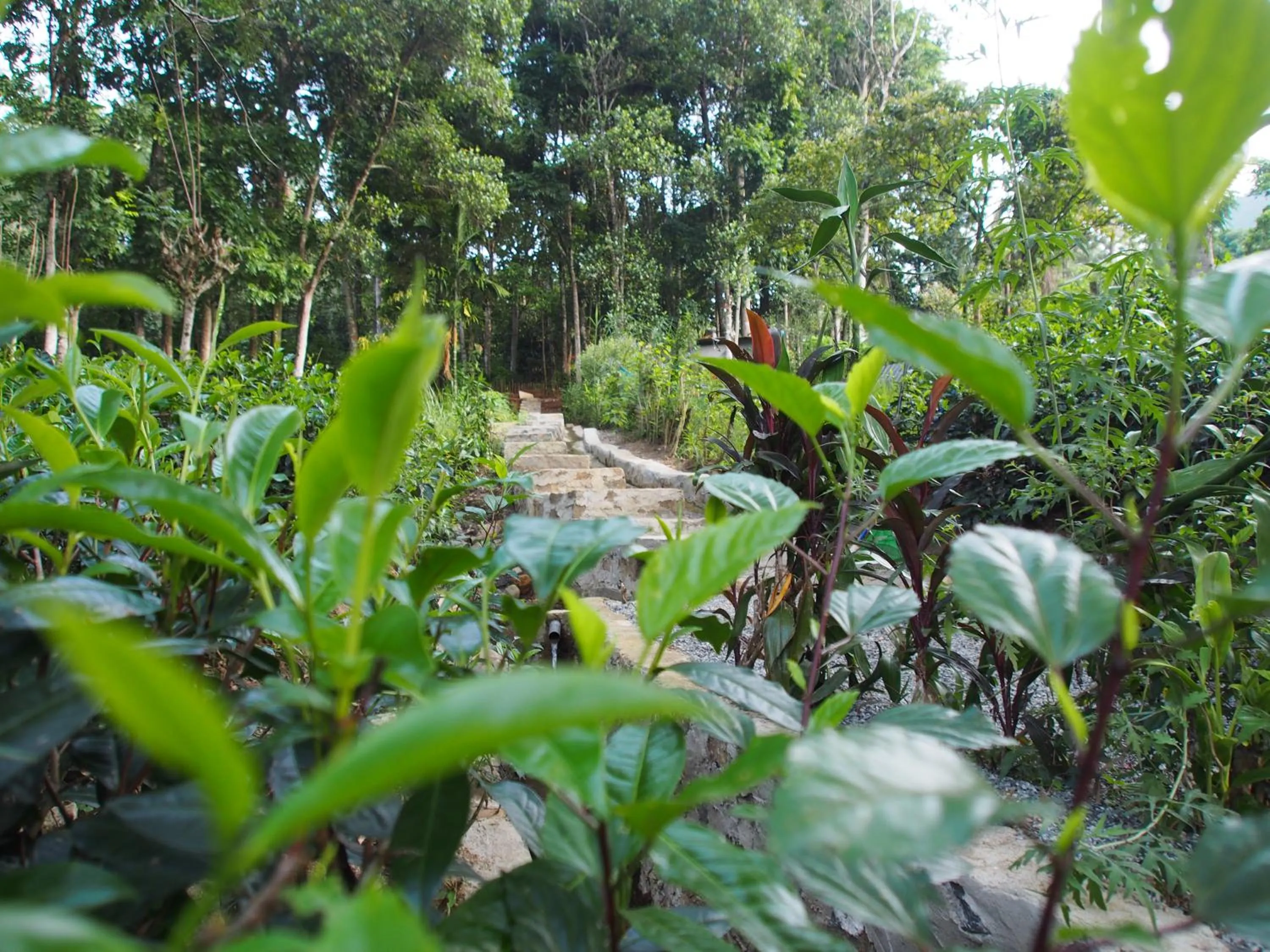 Garden in TEARAMB HOLIDAY BUNGALOW