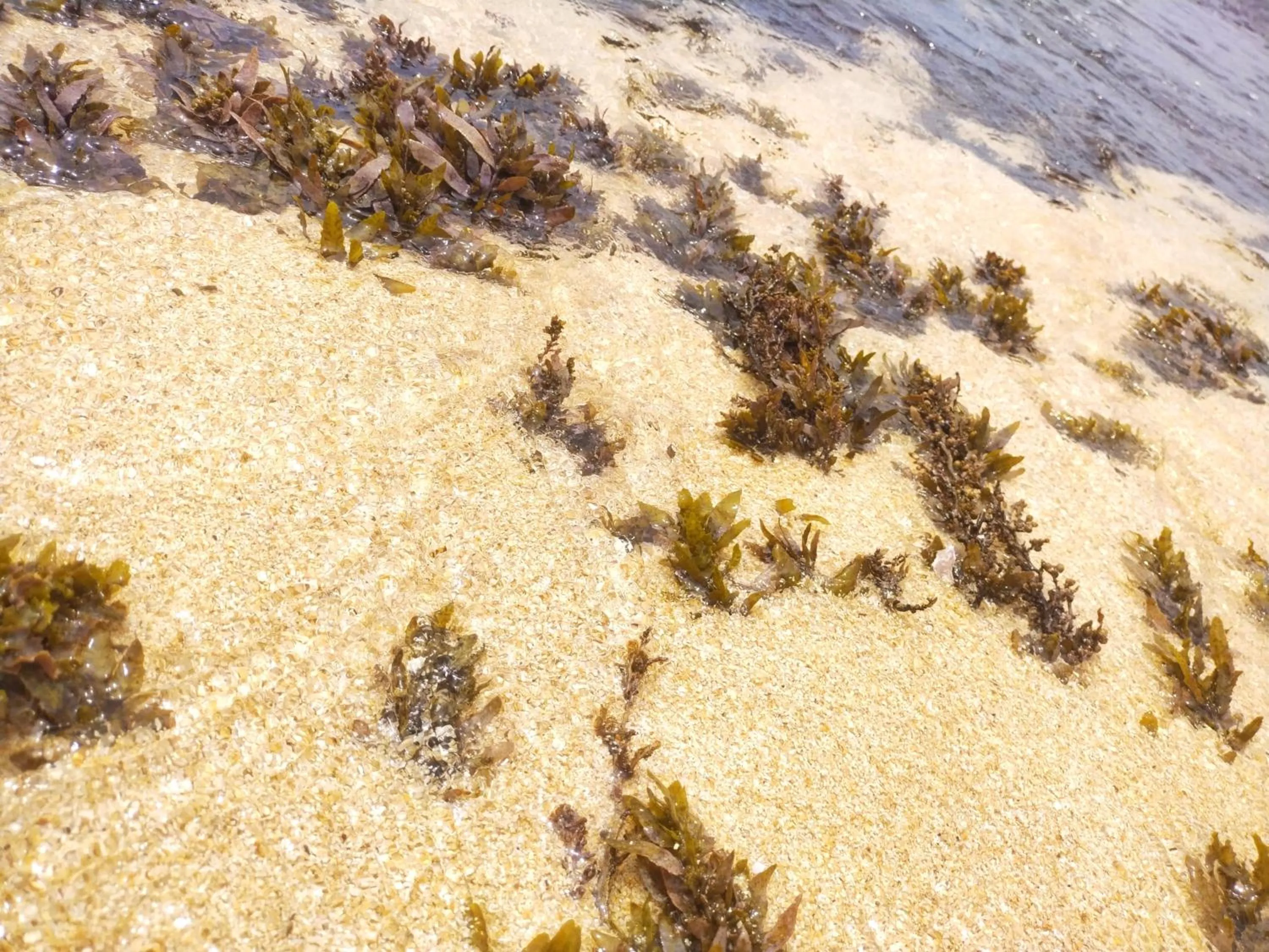 Sea view in DALAWELLA BEACH RESORT