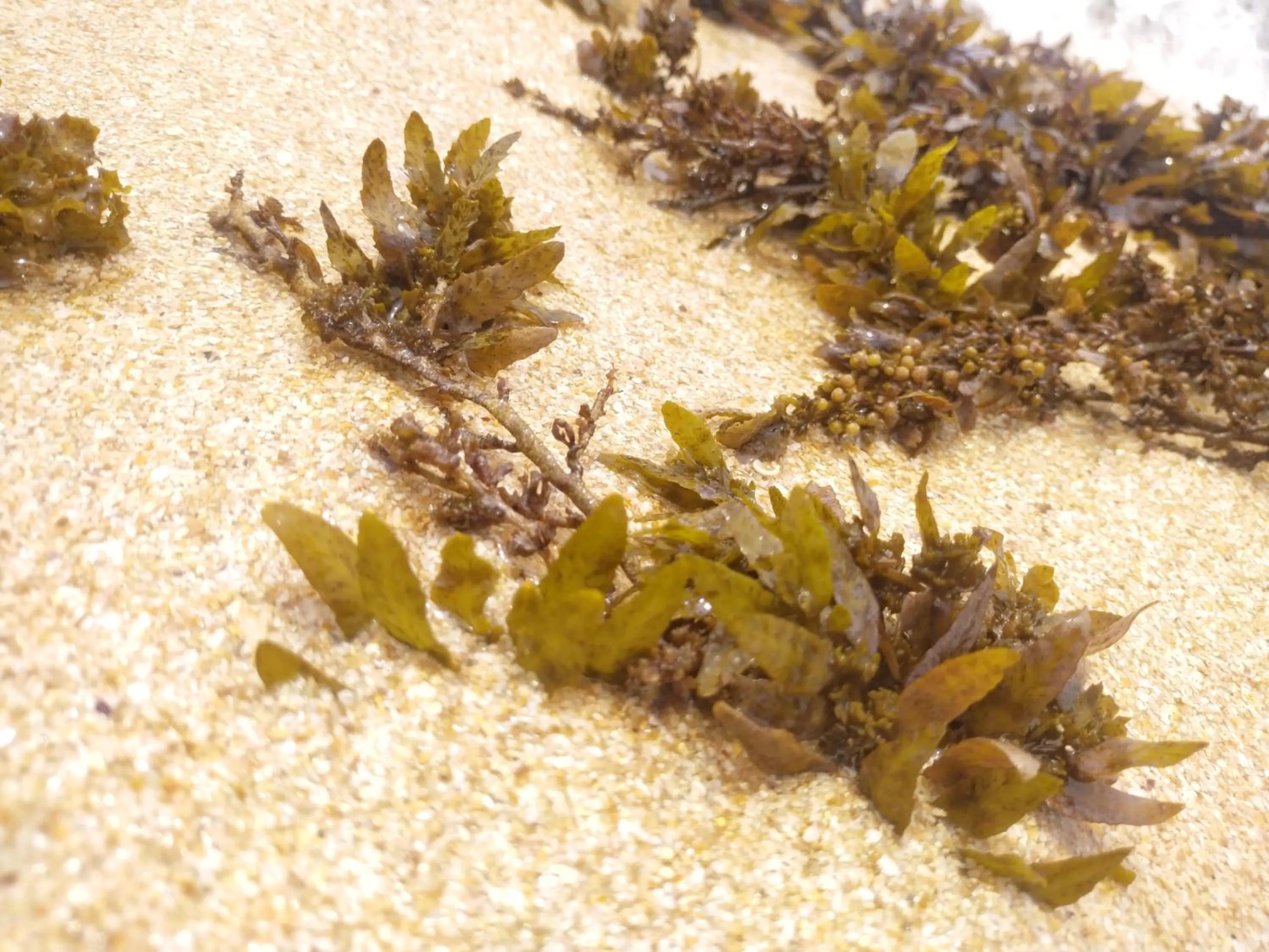 Beach in DALAWELLA BEACH RESORT