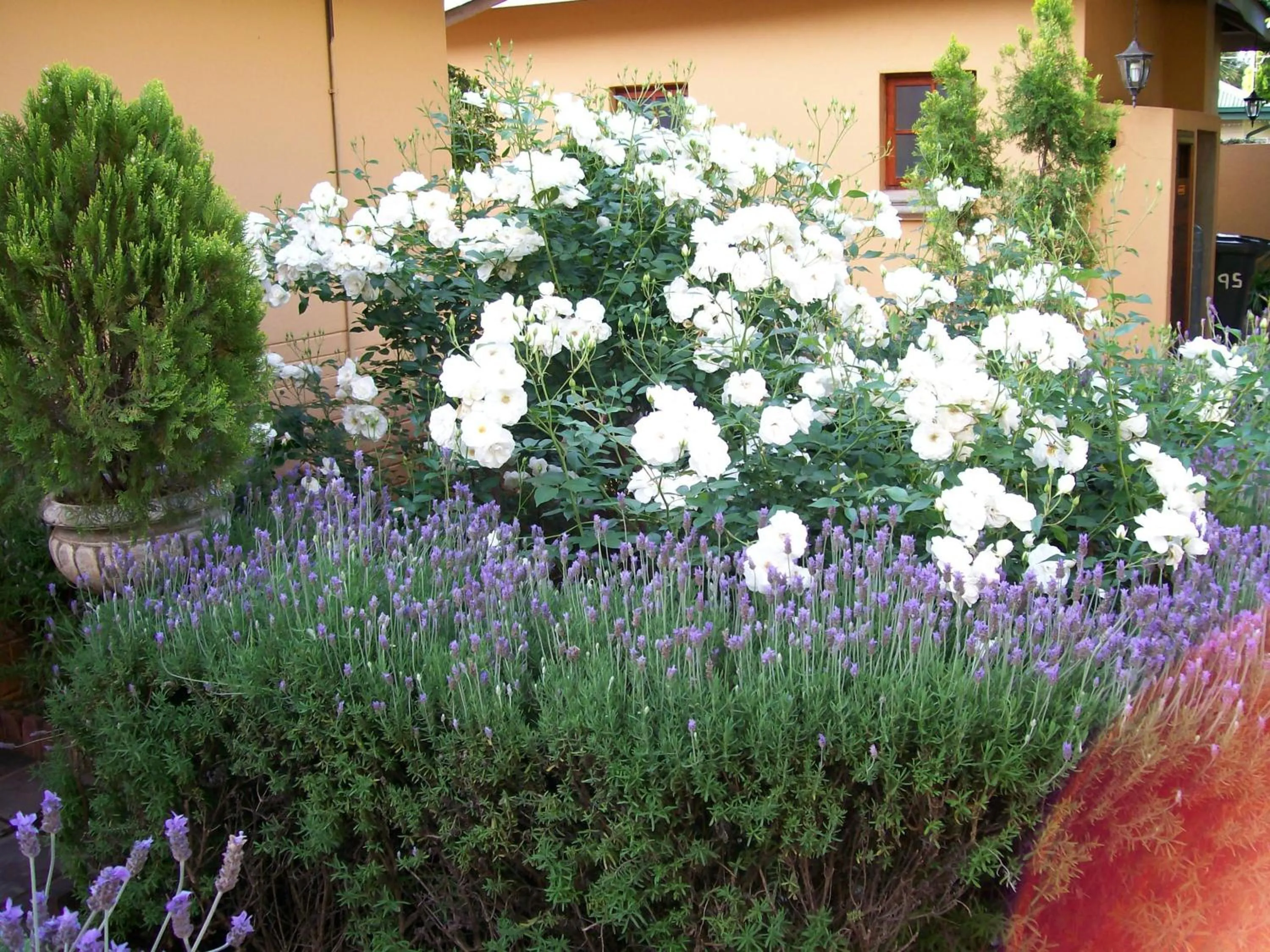 Garden in Hampton House Guest House