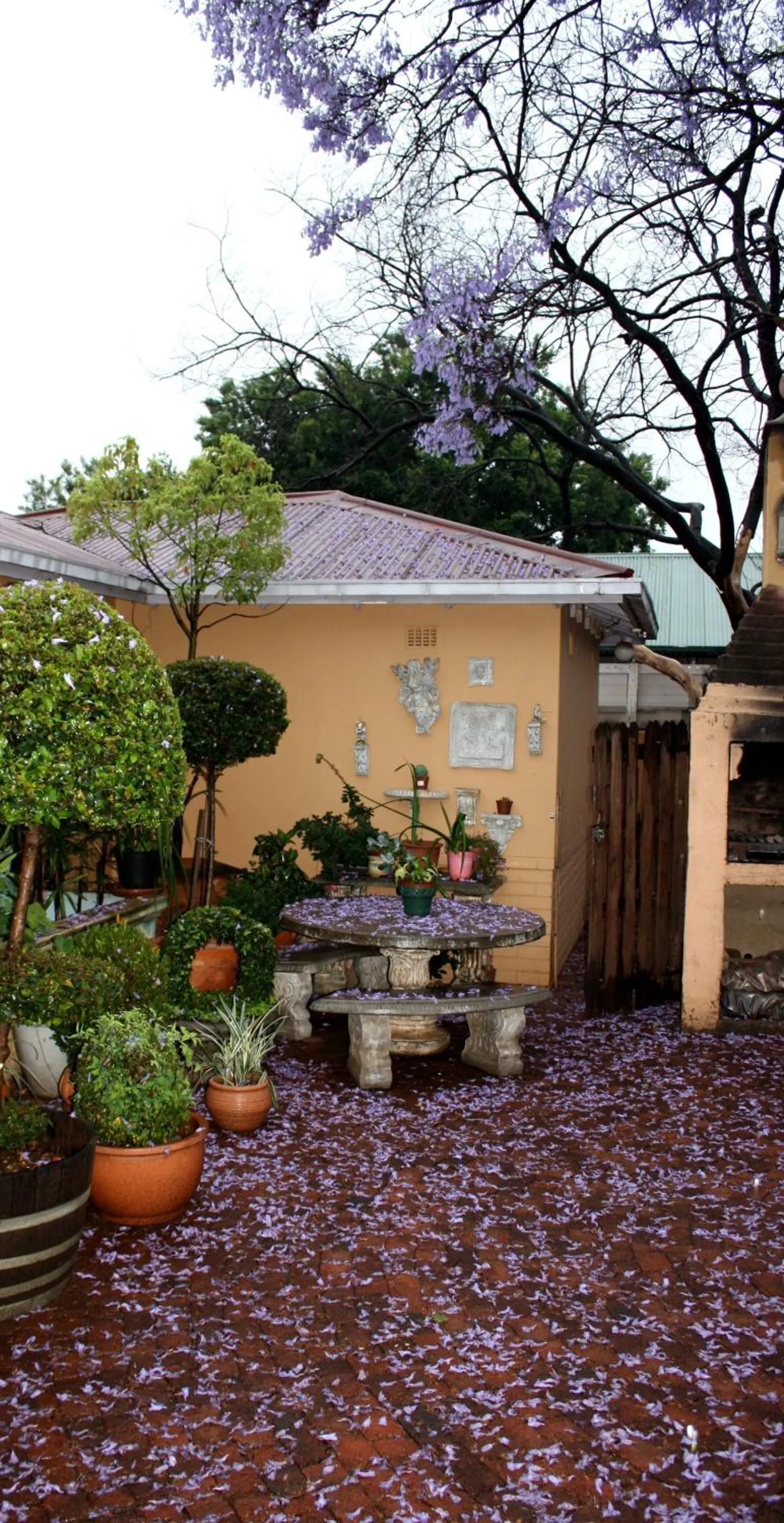 Garden in Hampton House Guest House