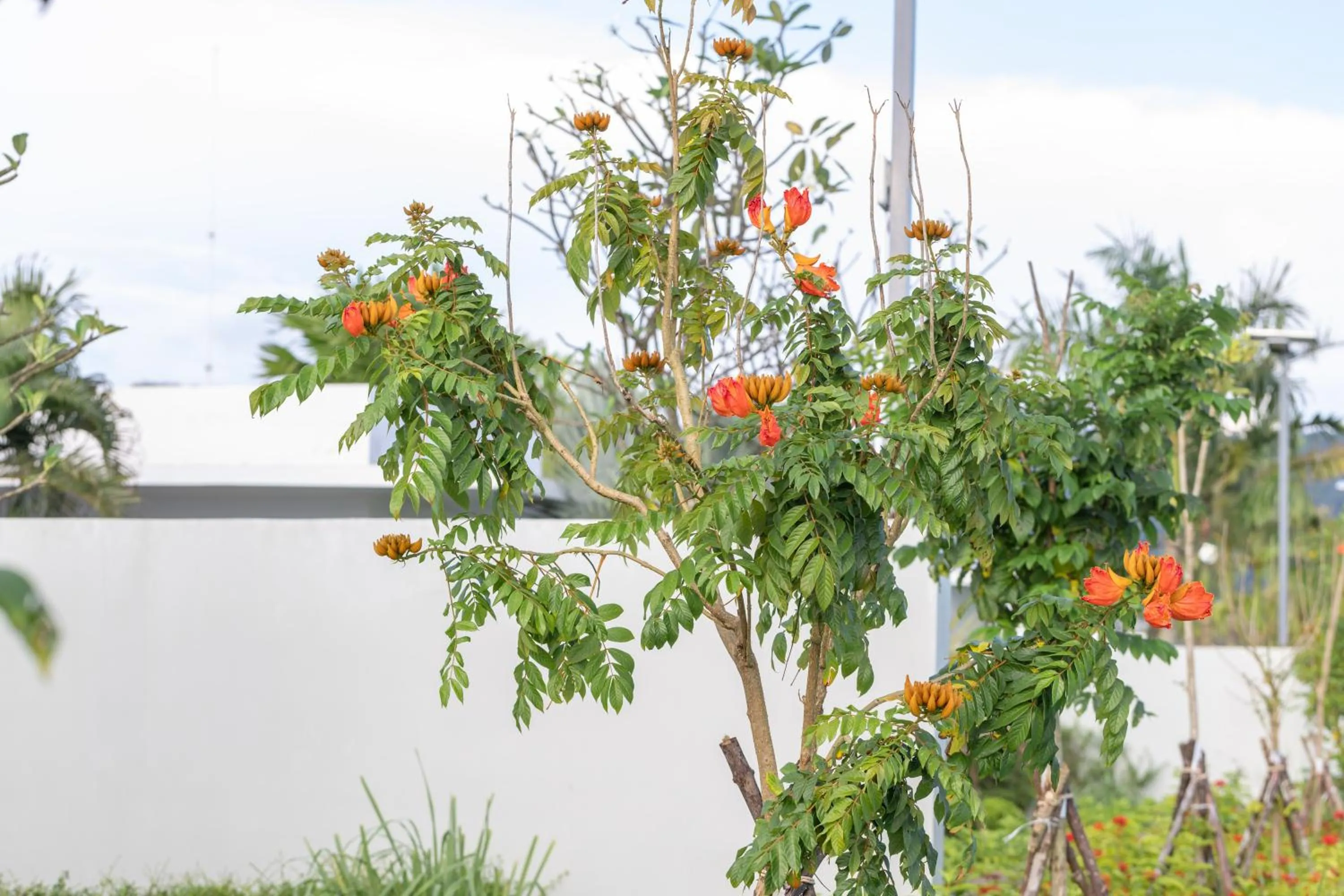 Garden view in Wonderland Suites and Resort