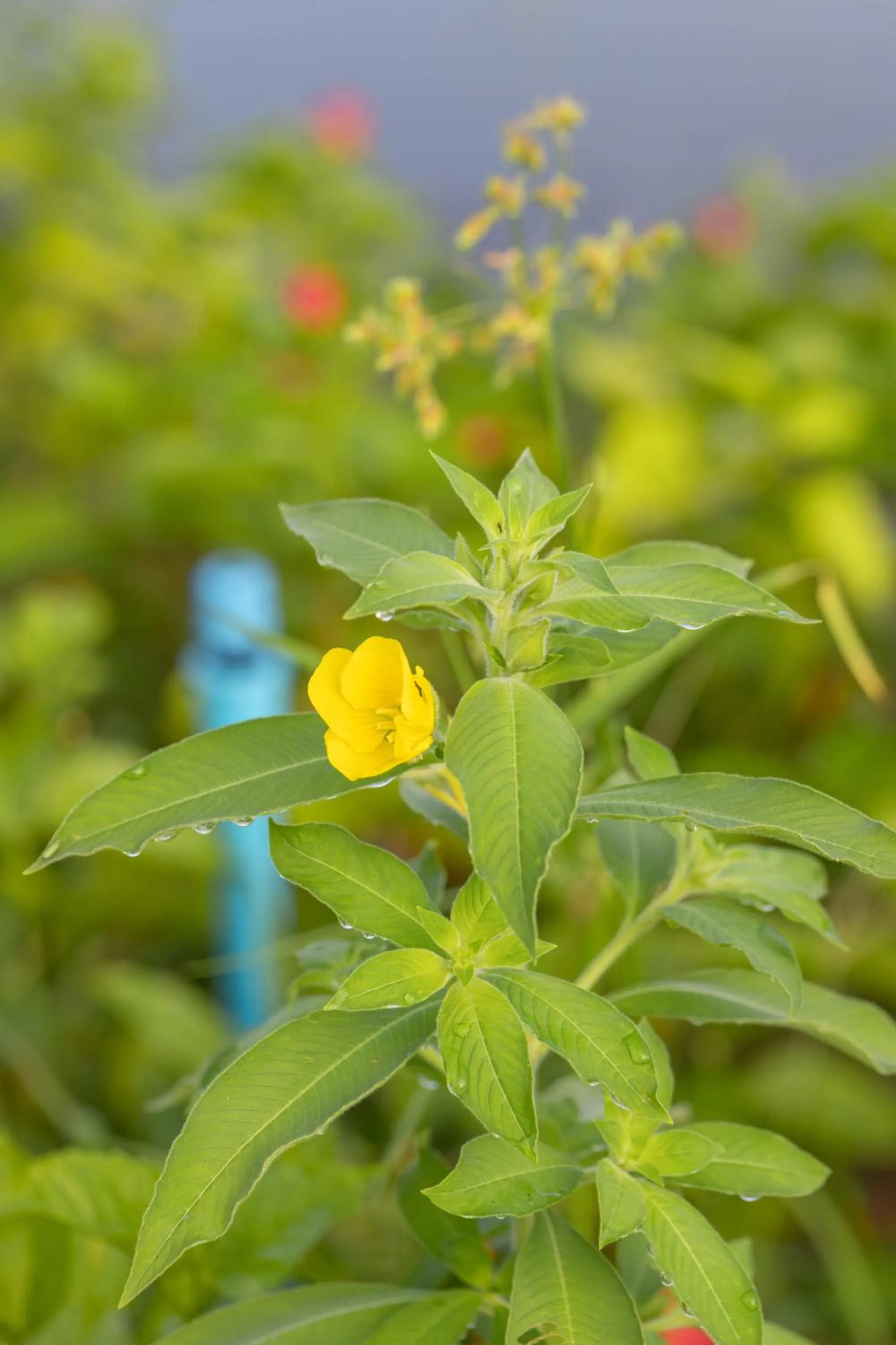 Garden view in Wonderland Suites and Resort