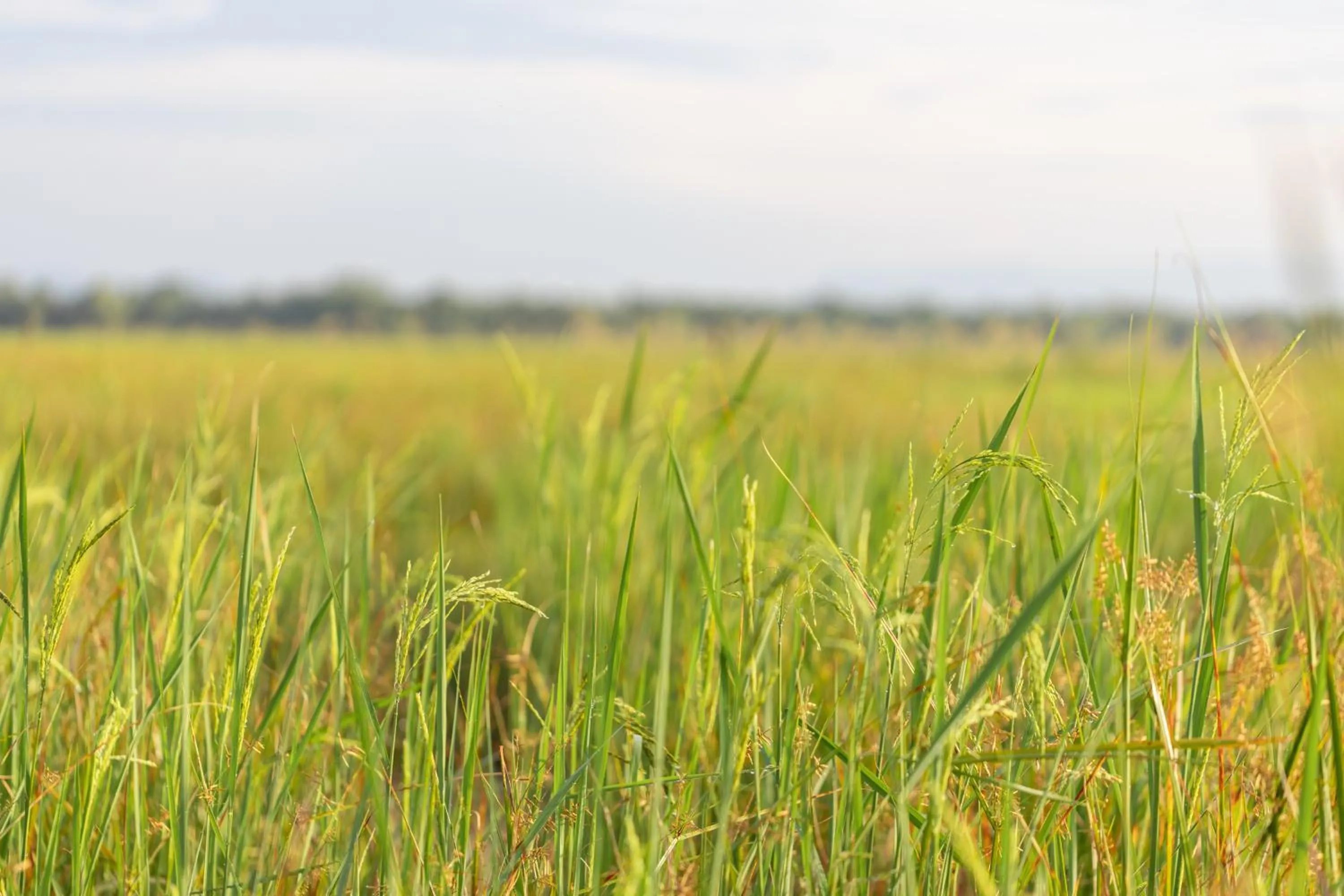 View (from property/room) in Wonderland Suites and Resort