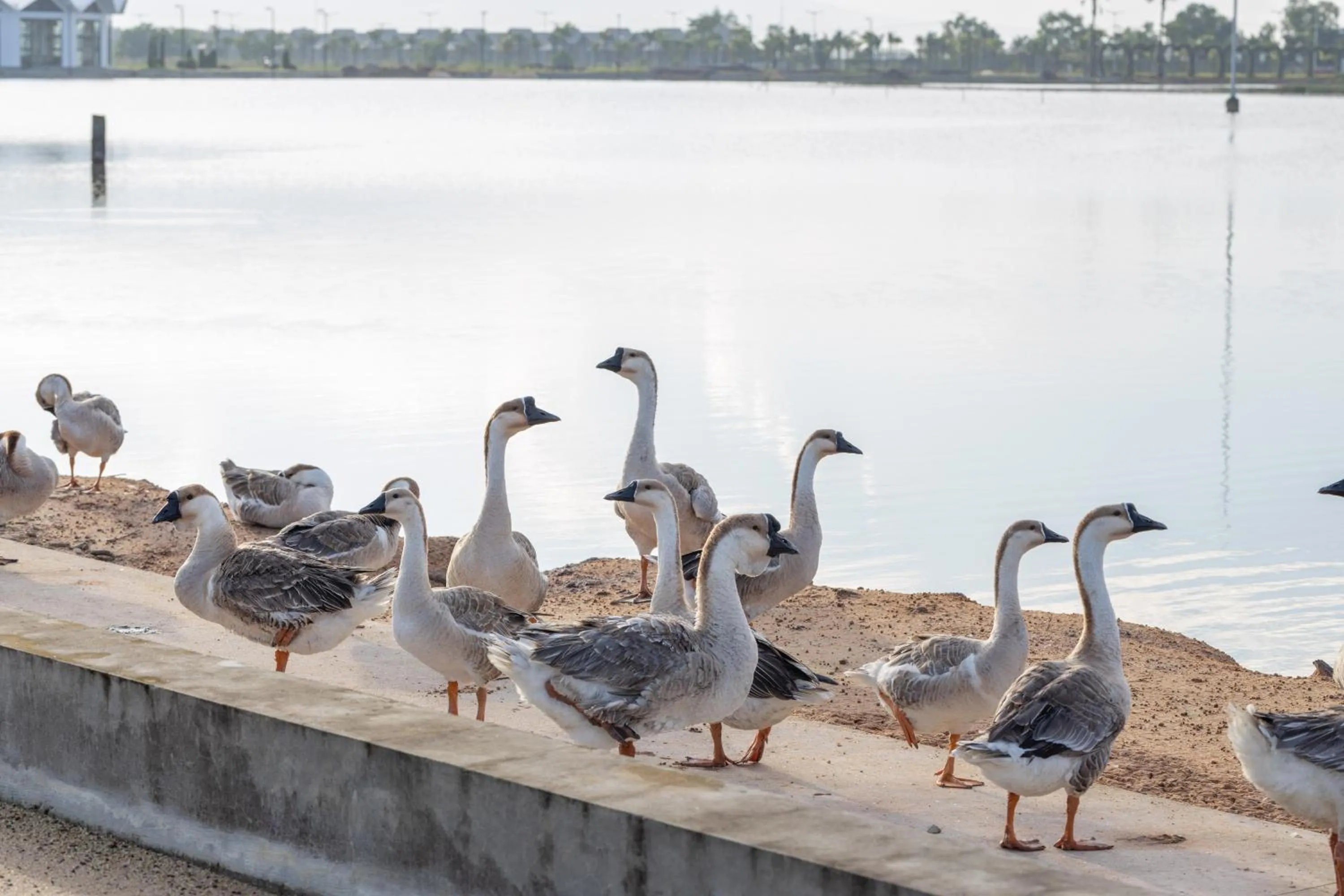 pet friendly in Wonderland Suites and Resort