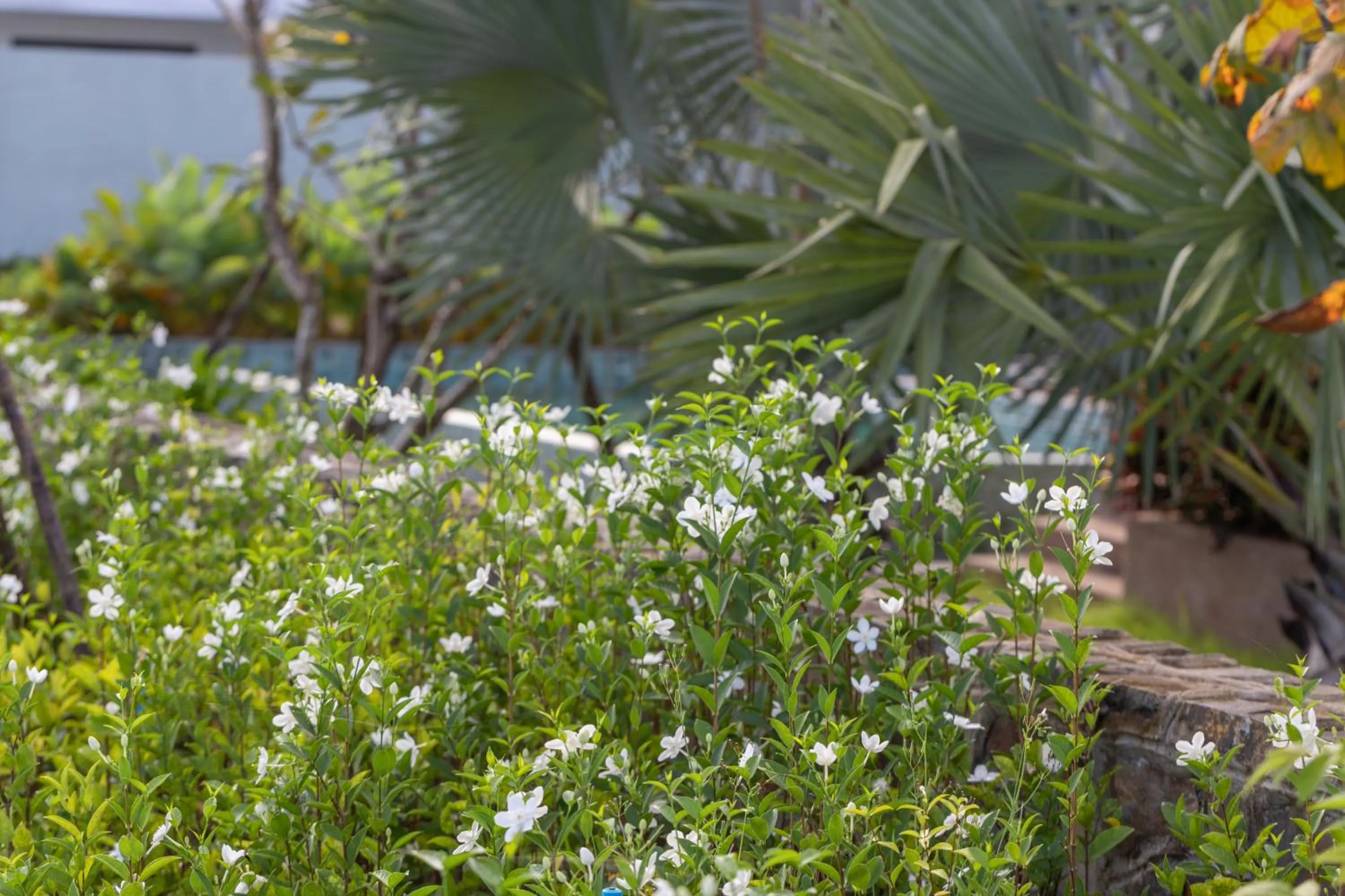Garden view in Wonderland Suites and Resort