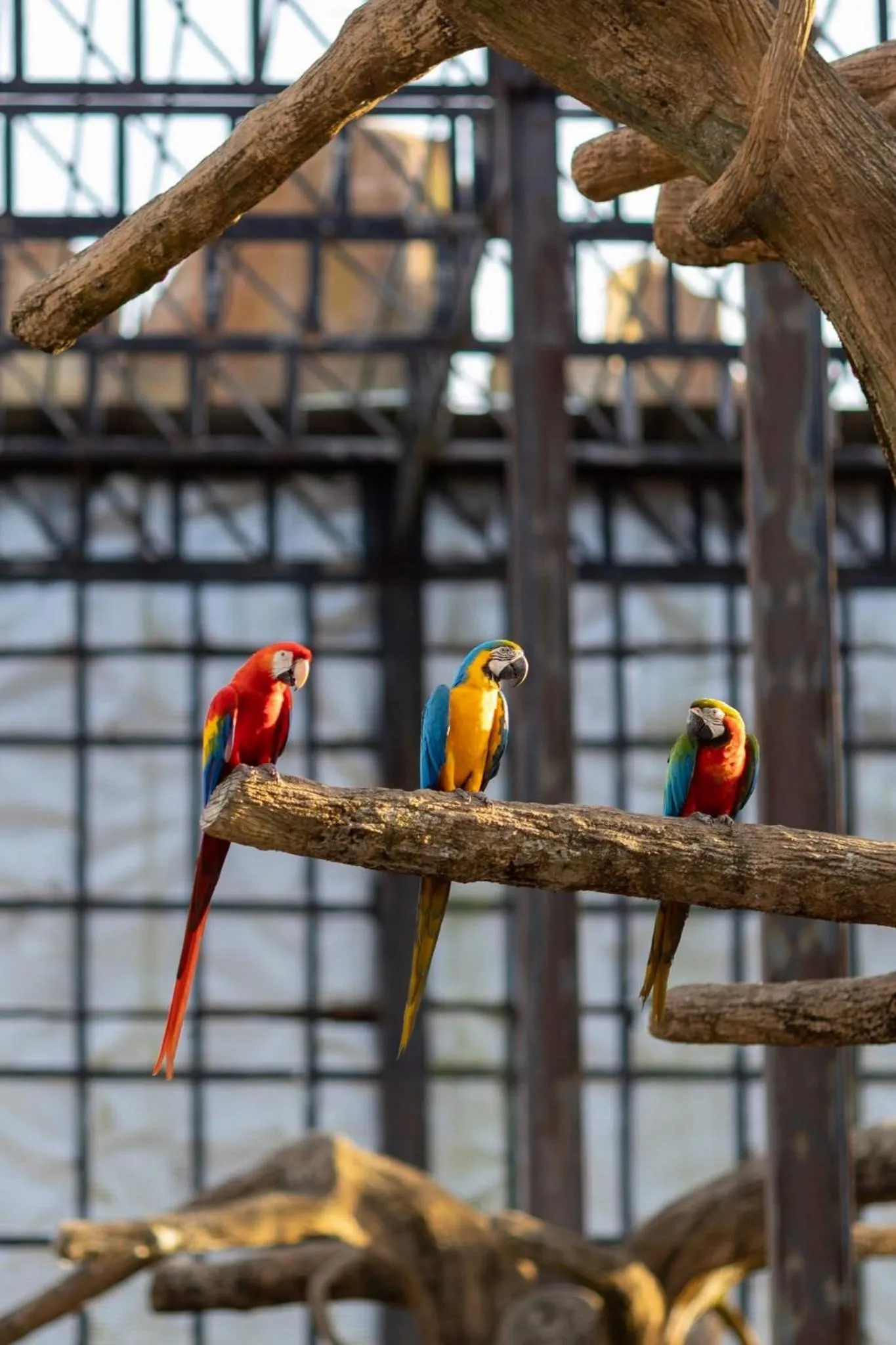 pet friendly in Wonderland Suites and Resort