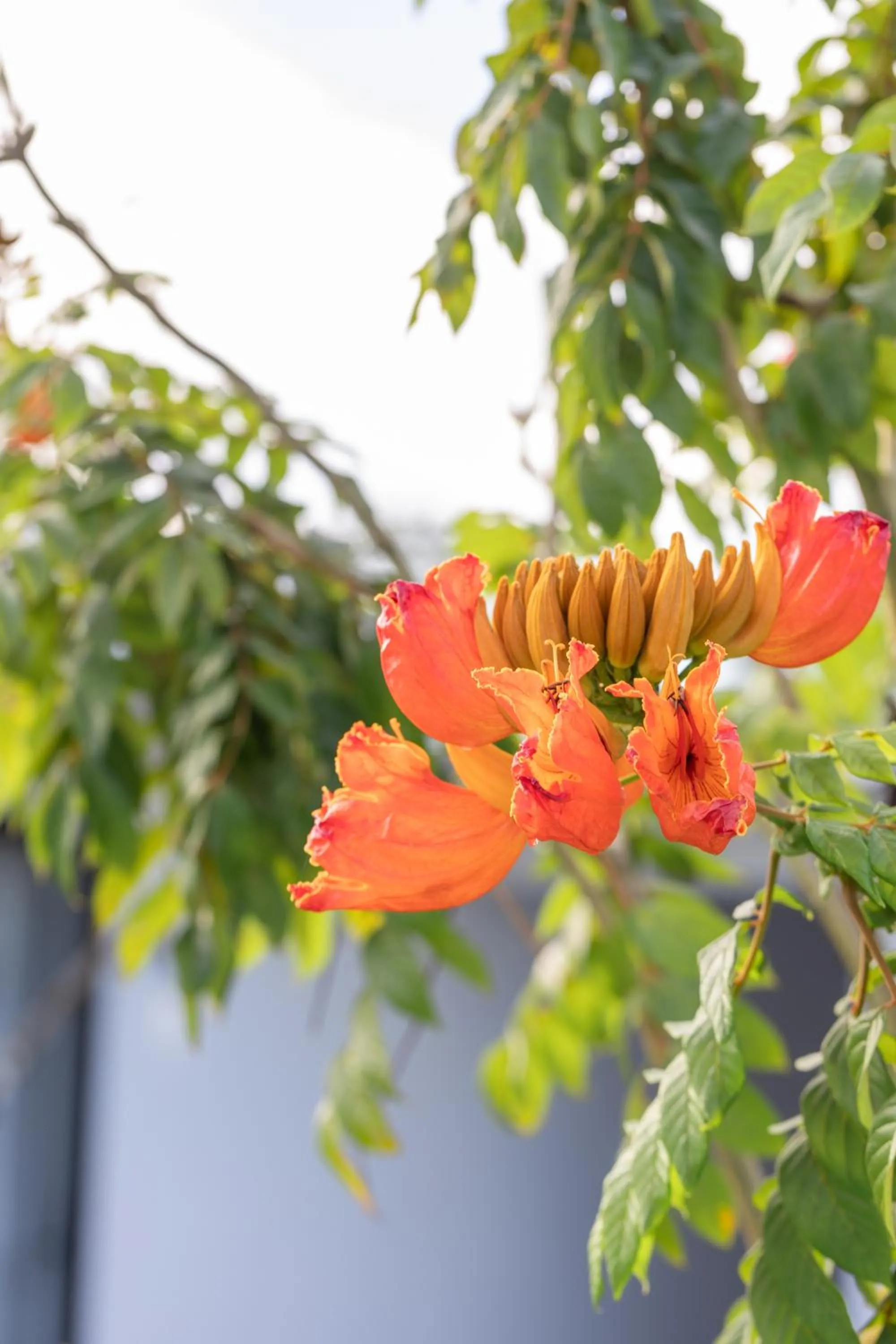Garden view in Wonderland Suites and Resort