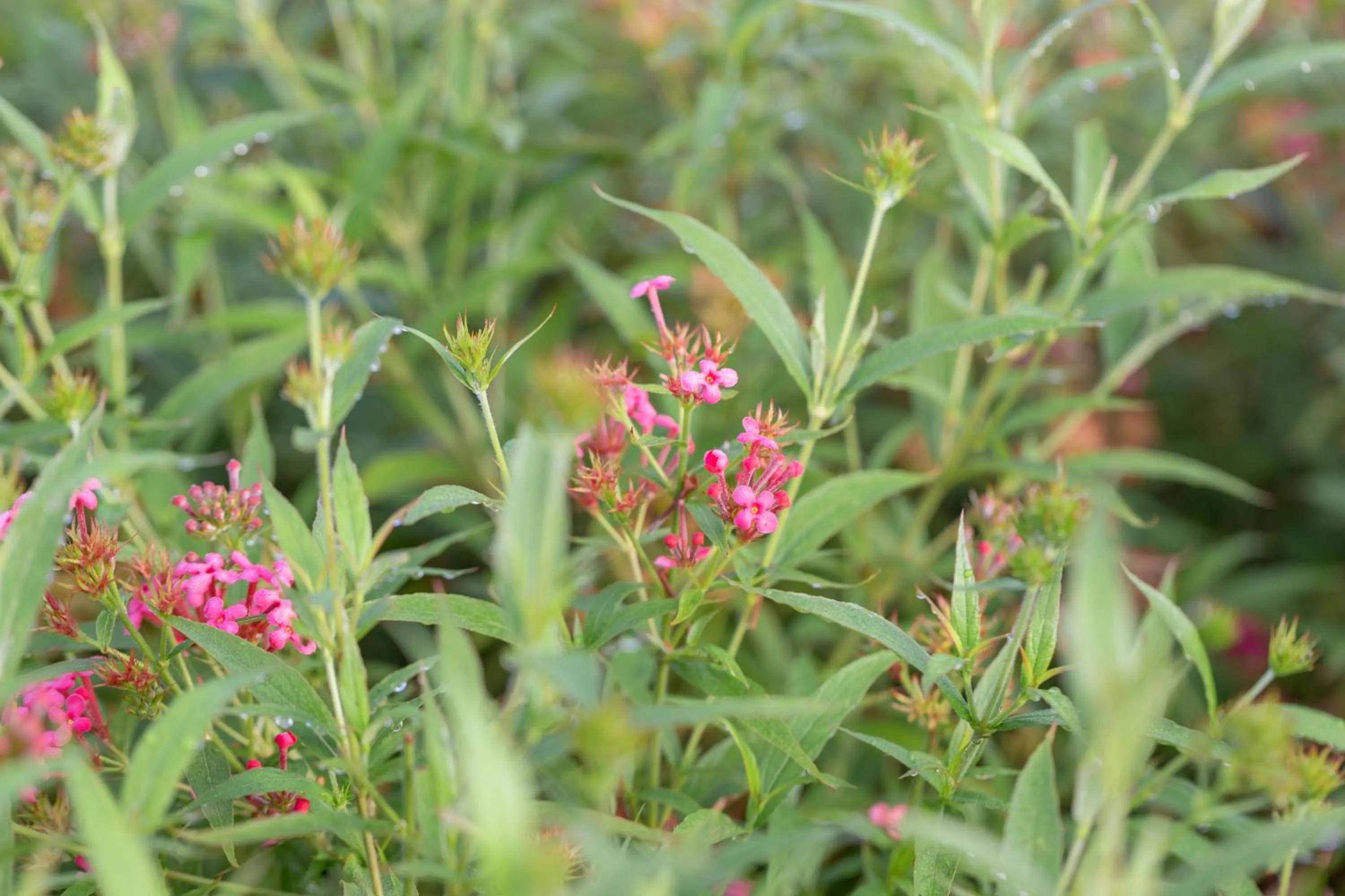 Garden view in Wonderland Suites and Resort