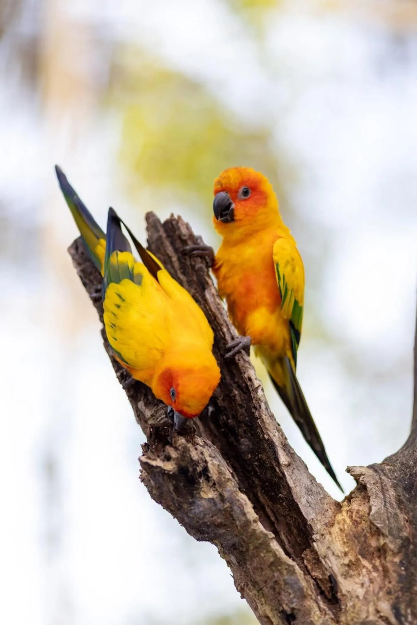 pet friendly in Wonderland Suites and Resort