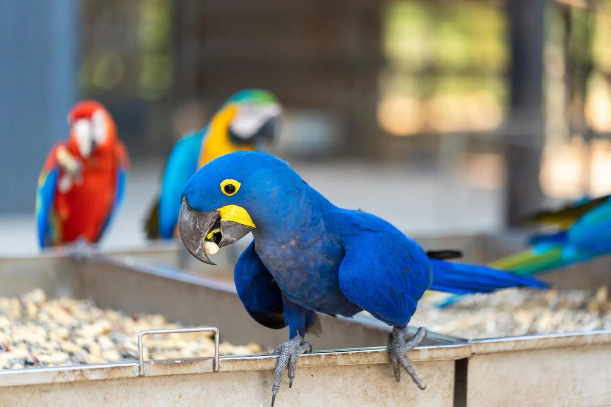 pet friendly in Wonderland Suites and Resort