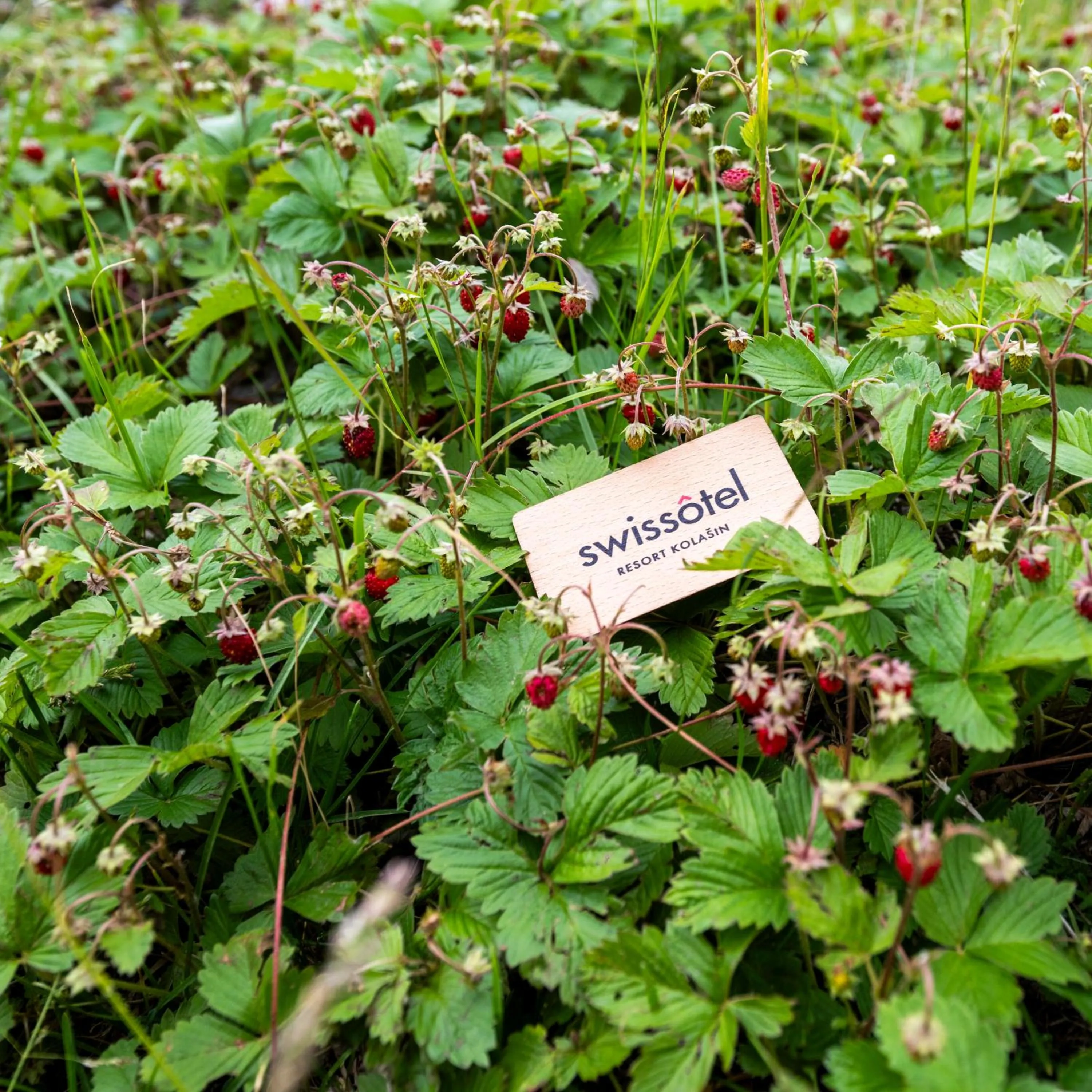 Spring in Swissôtel Resort Kolasin