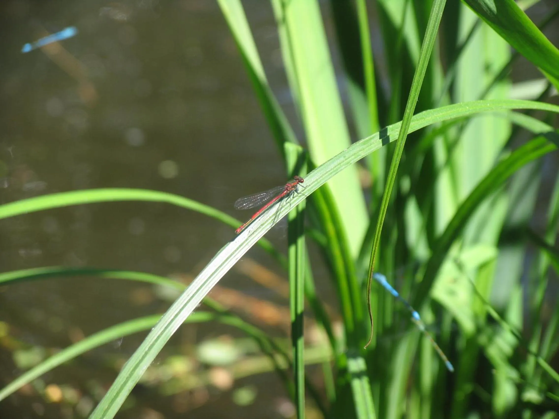 Garden in B&B Villa Emma