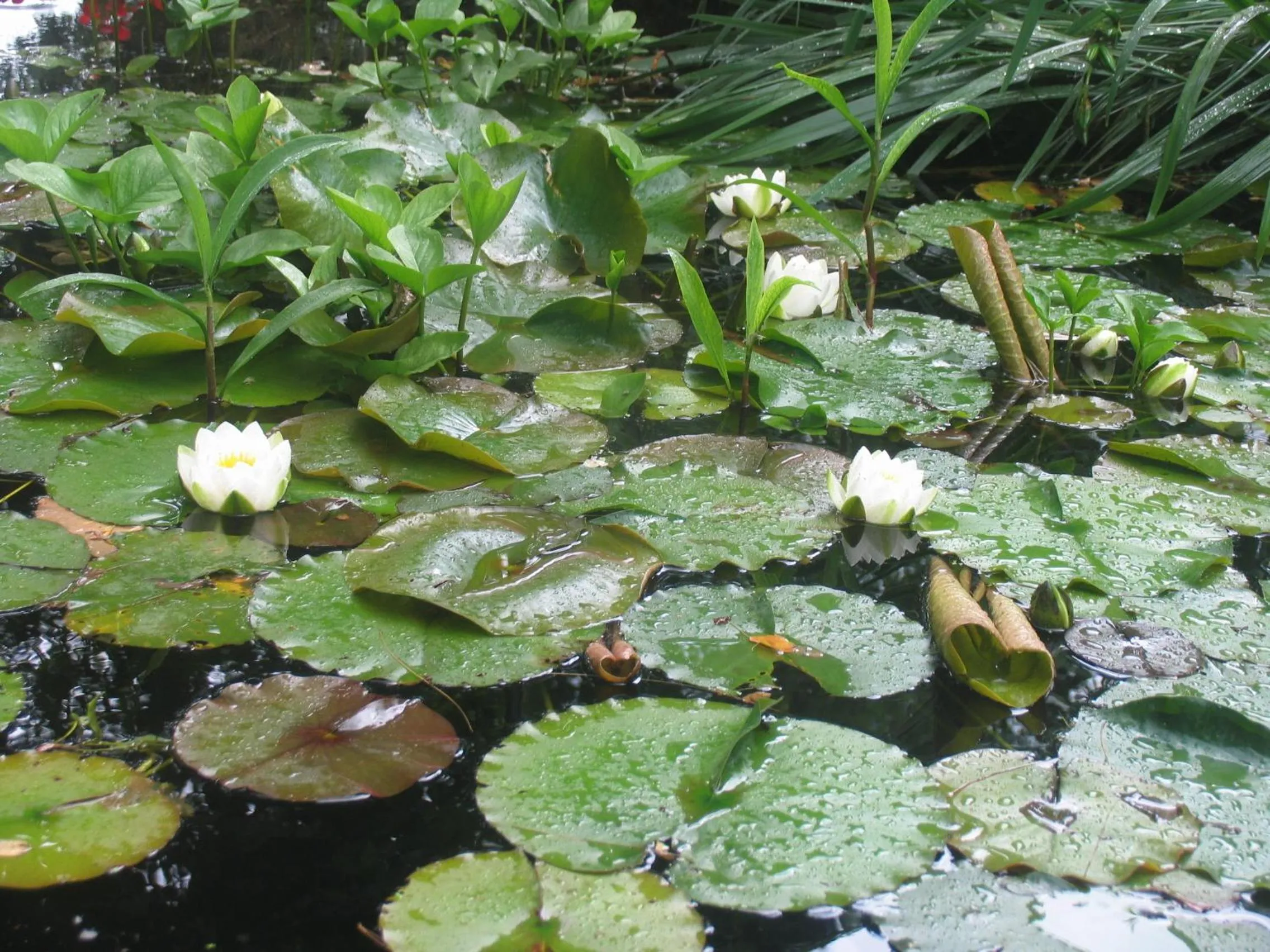 Day in B&B Villa Emma