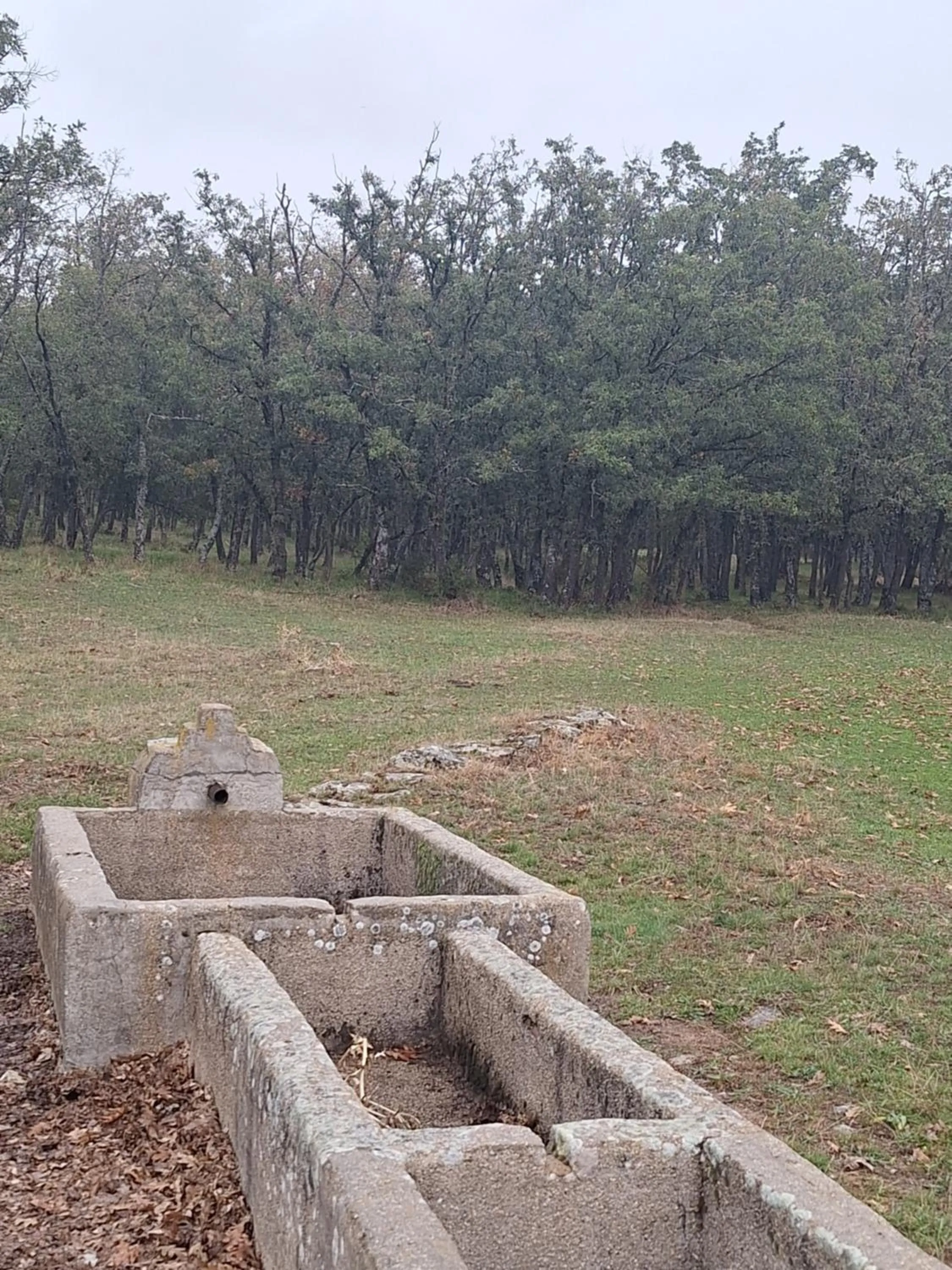 Hostal el patio restaurante