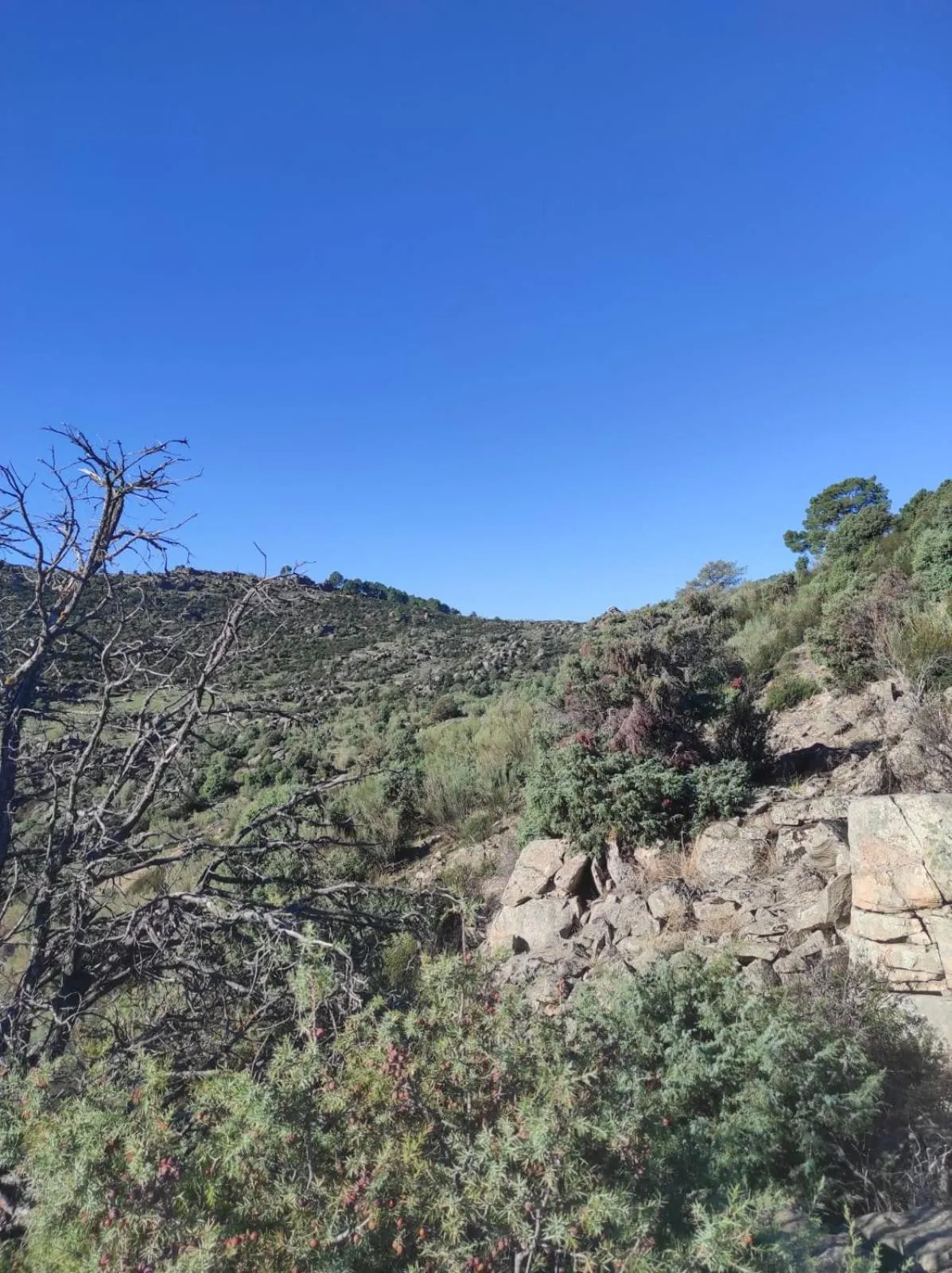 Hostal el patio restaurante