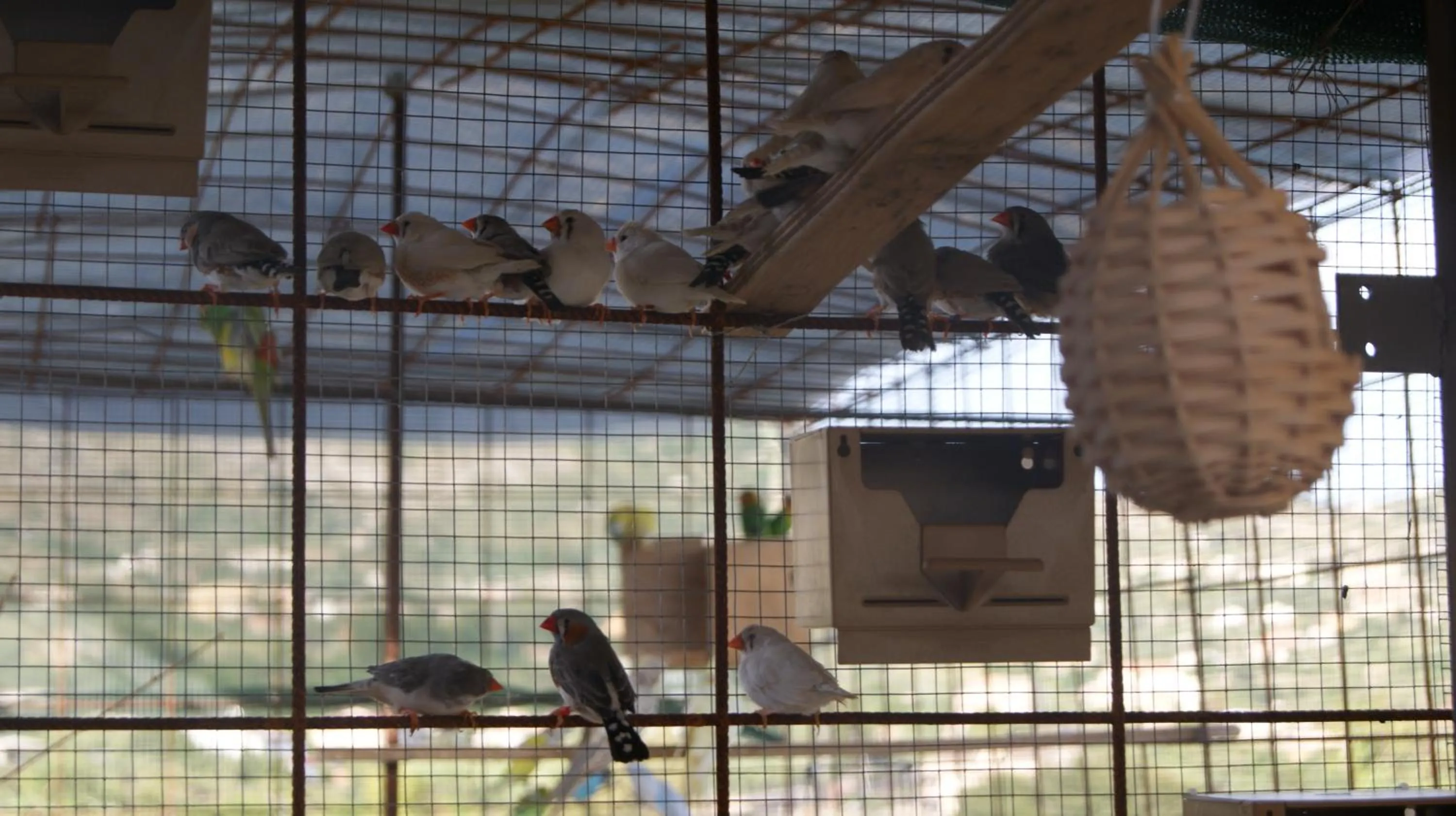 Pets in B&B Eyexei Domus