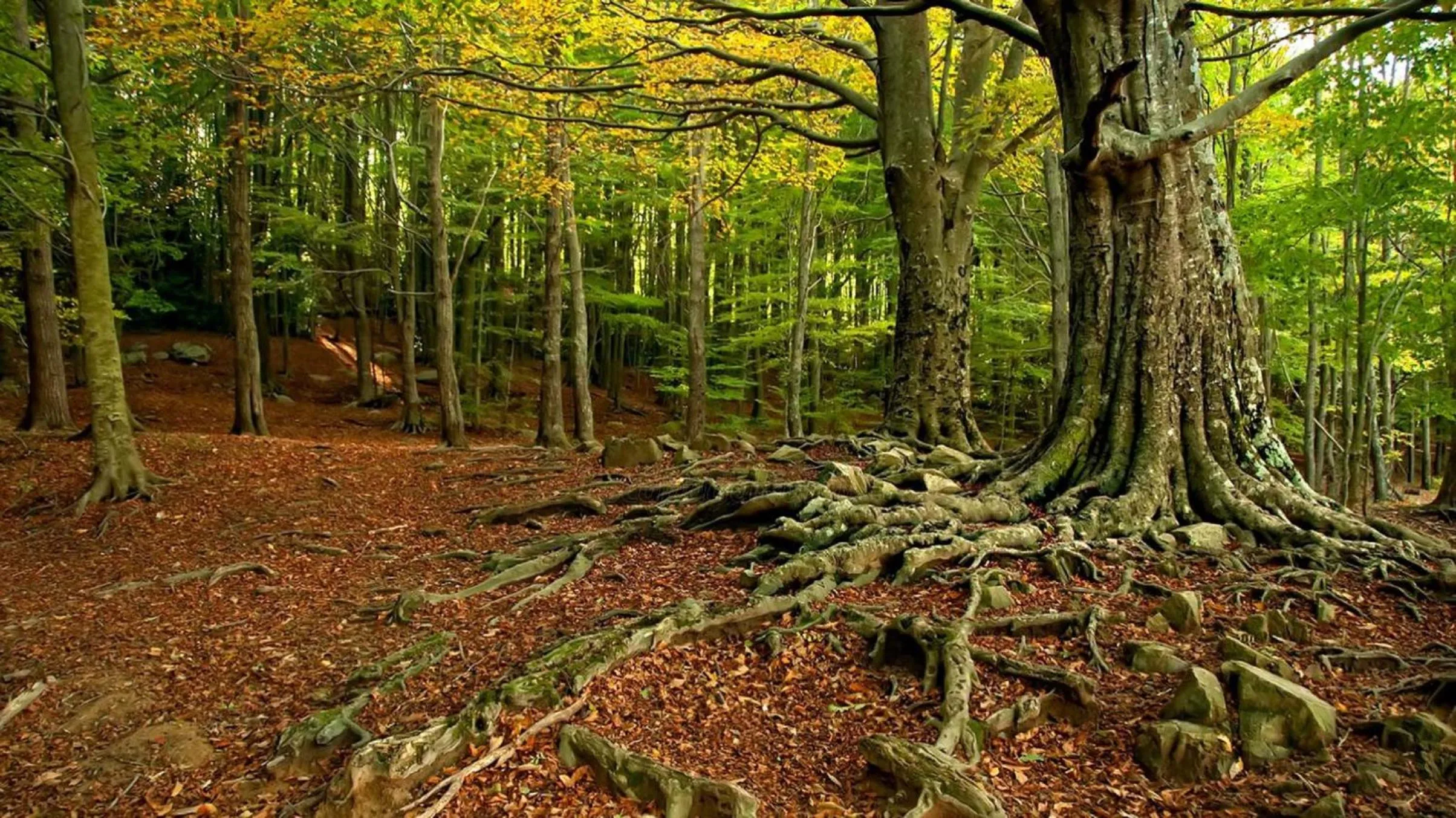 Natural landscape in Hostal Montsoliu