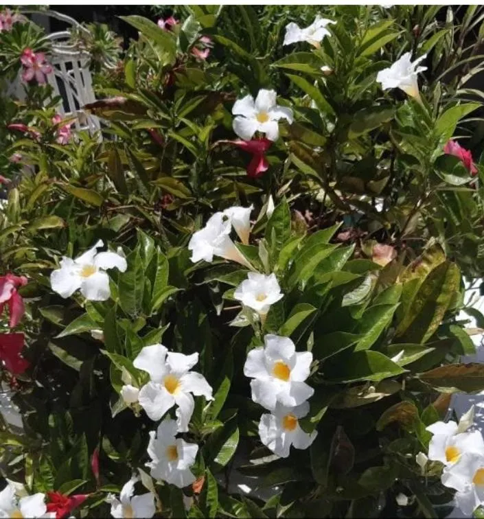 Garden view in YOUR FIRST DAY Hotel on Aruba
