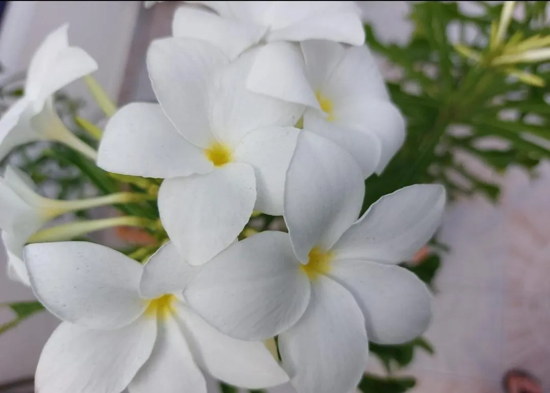 Garden in YOUR FIRST DAY Hotel on Aruba