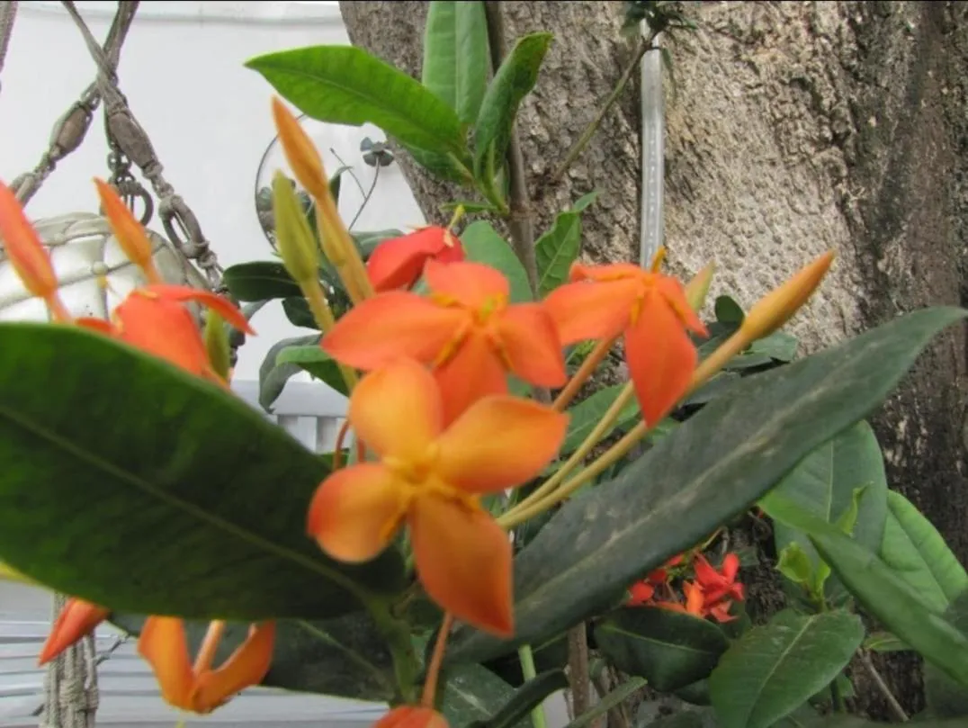 Garden view in YOUR FIRST DAY Hotel on Aruba