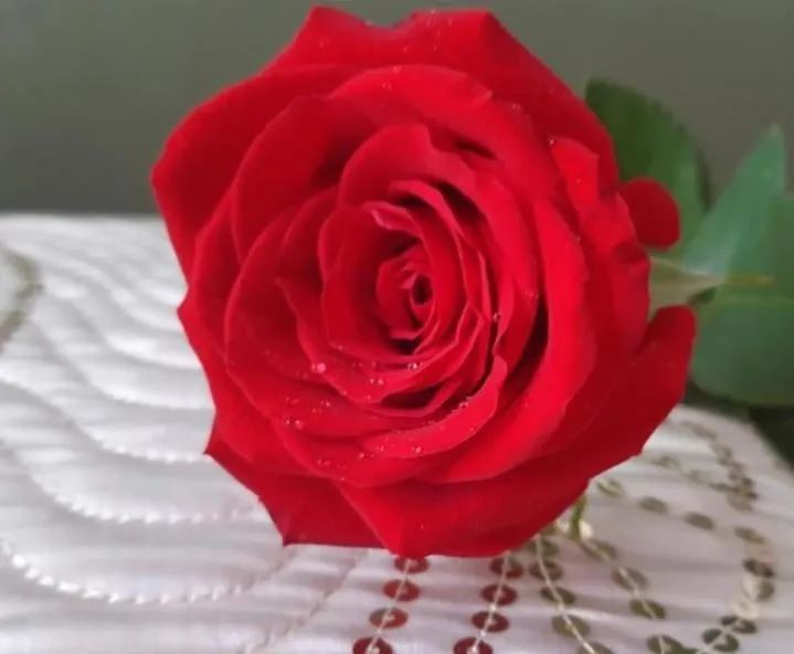 Bed in YOUR FIRST DAY Hotel on Aruba