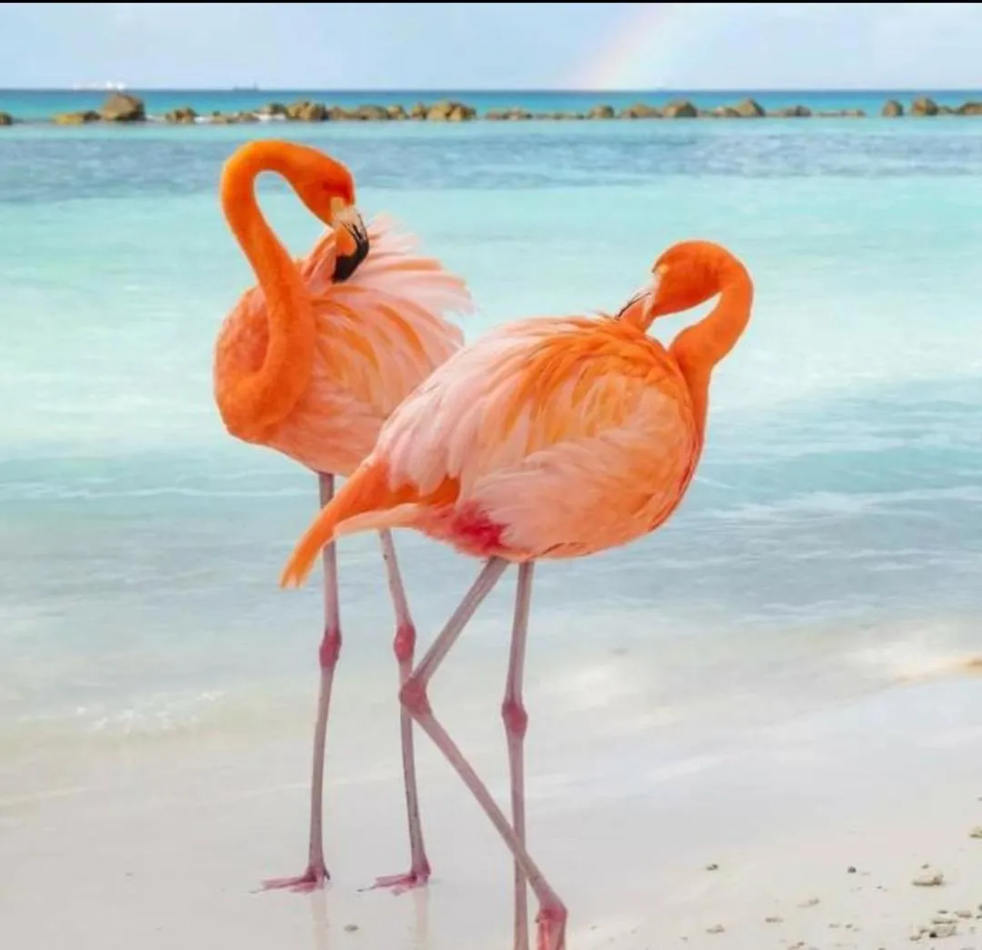 Natural landscape in YOUR FIRST DAY Hotel on Aruba