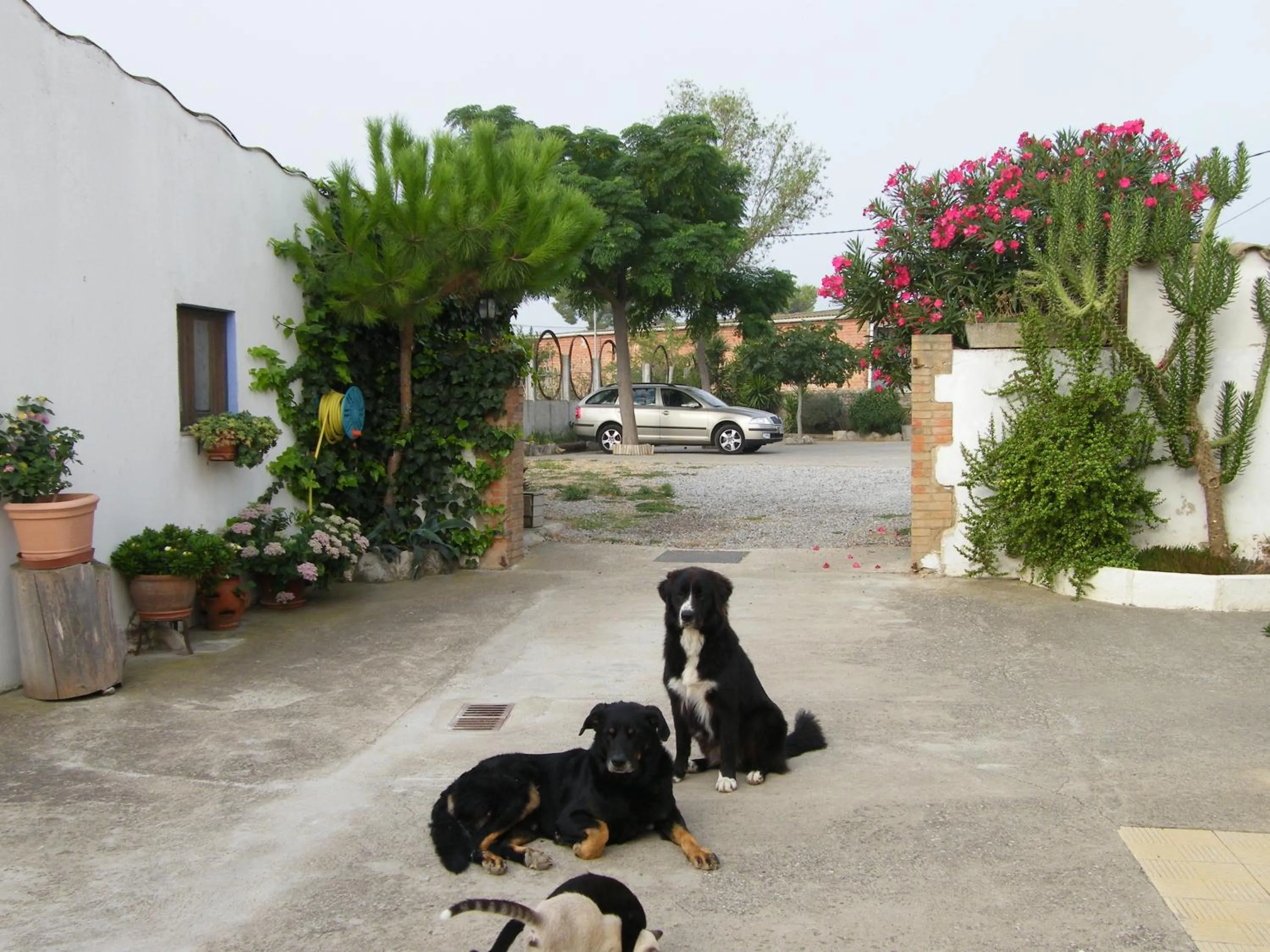 Pets in Can Selleretas