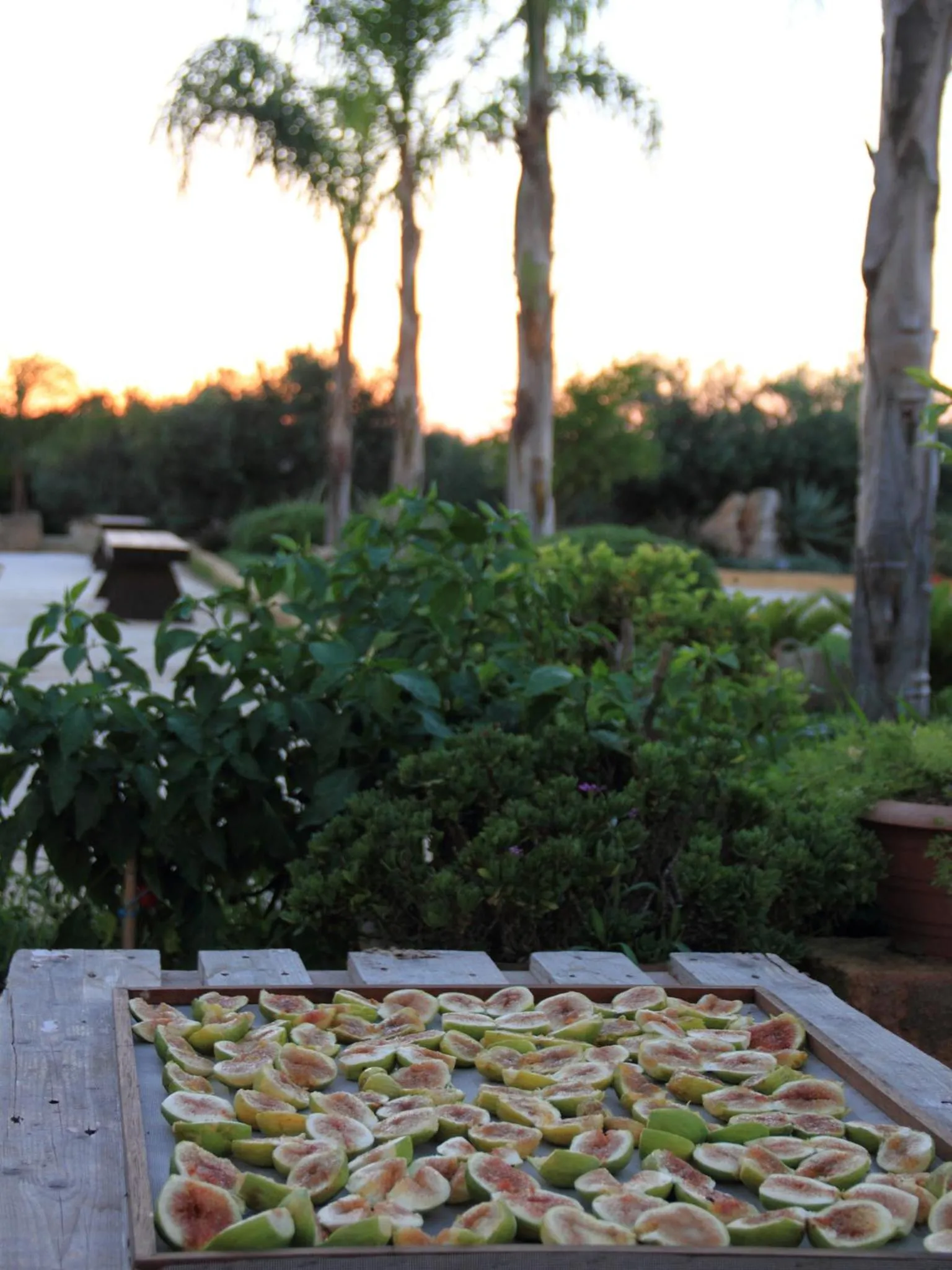 Summer in I Giardini di Elencosta