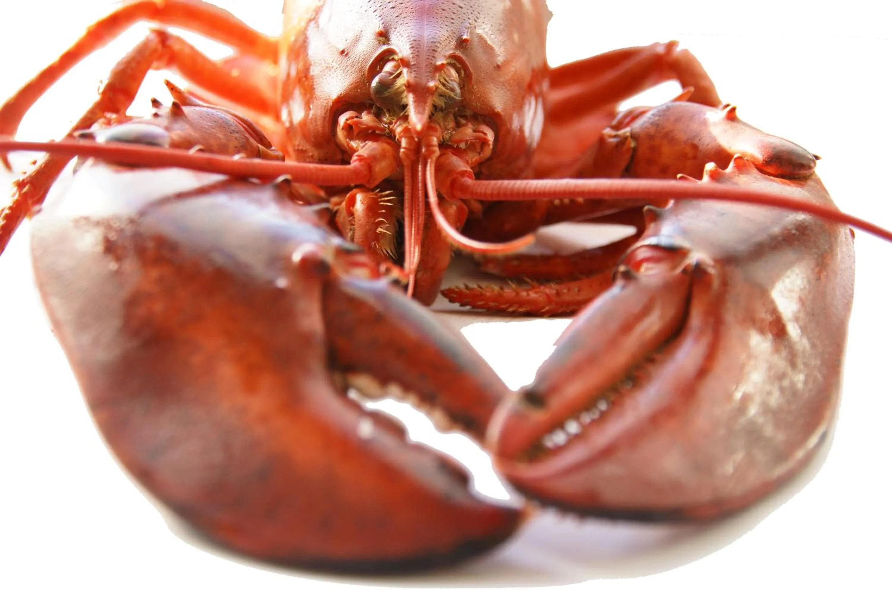 Food in Hotel Restaurant de Boekanier