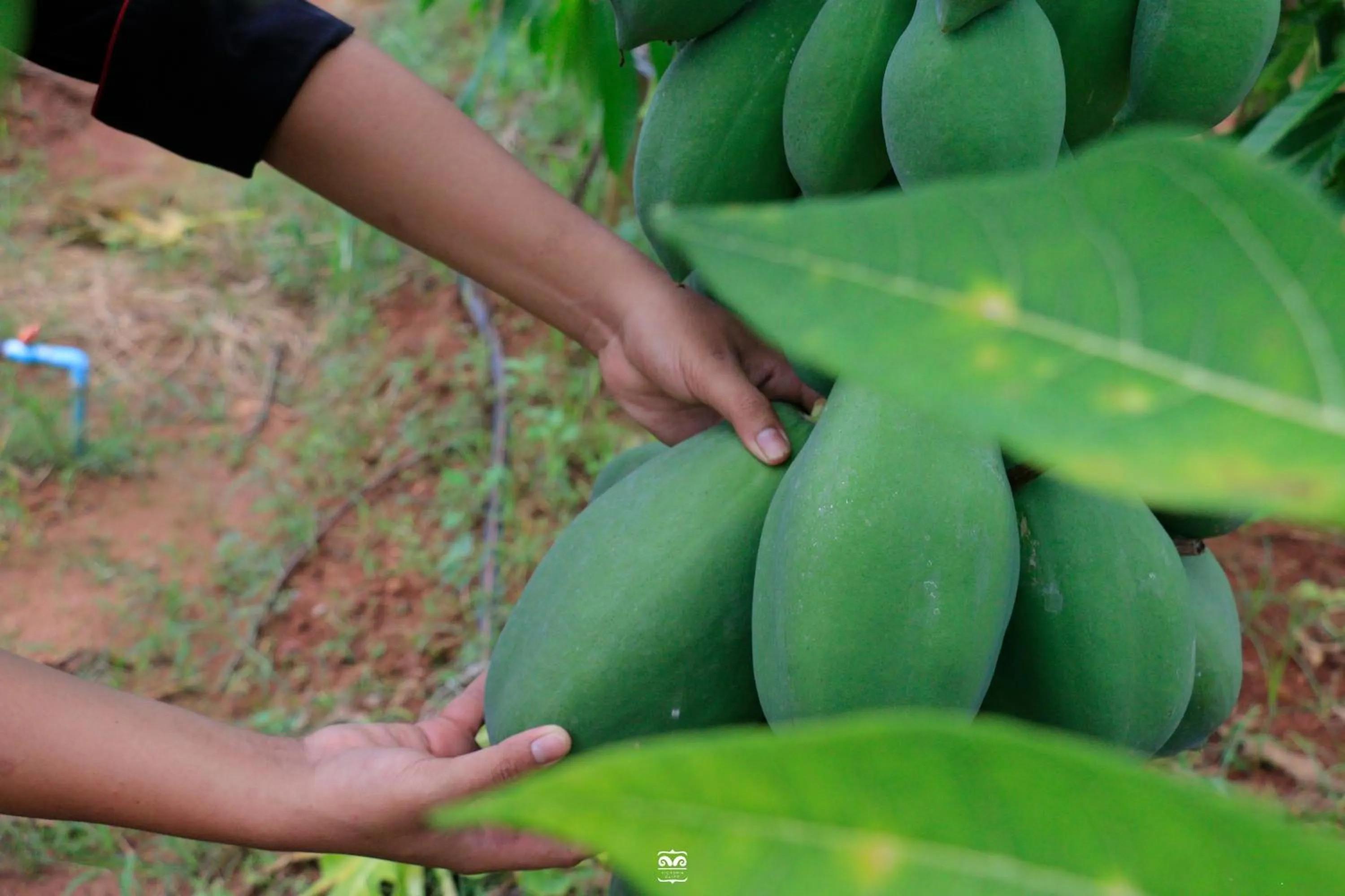 Day in Victoria Cliff Hotel & Resort, Kawthaung