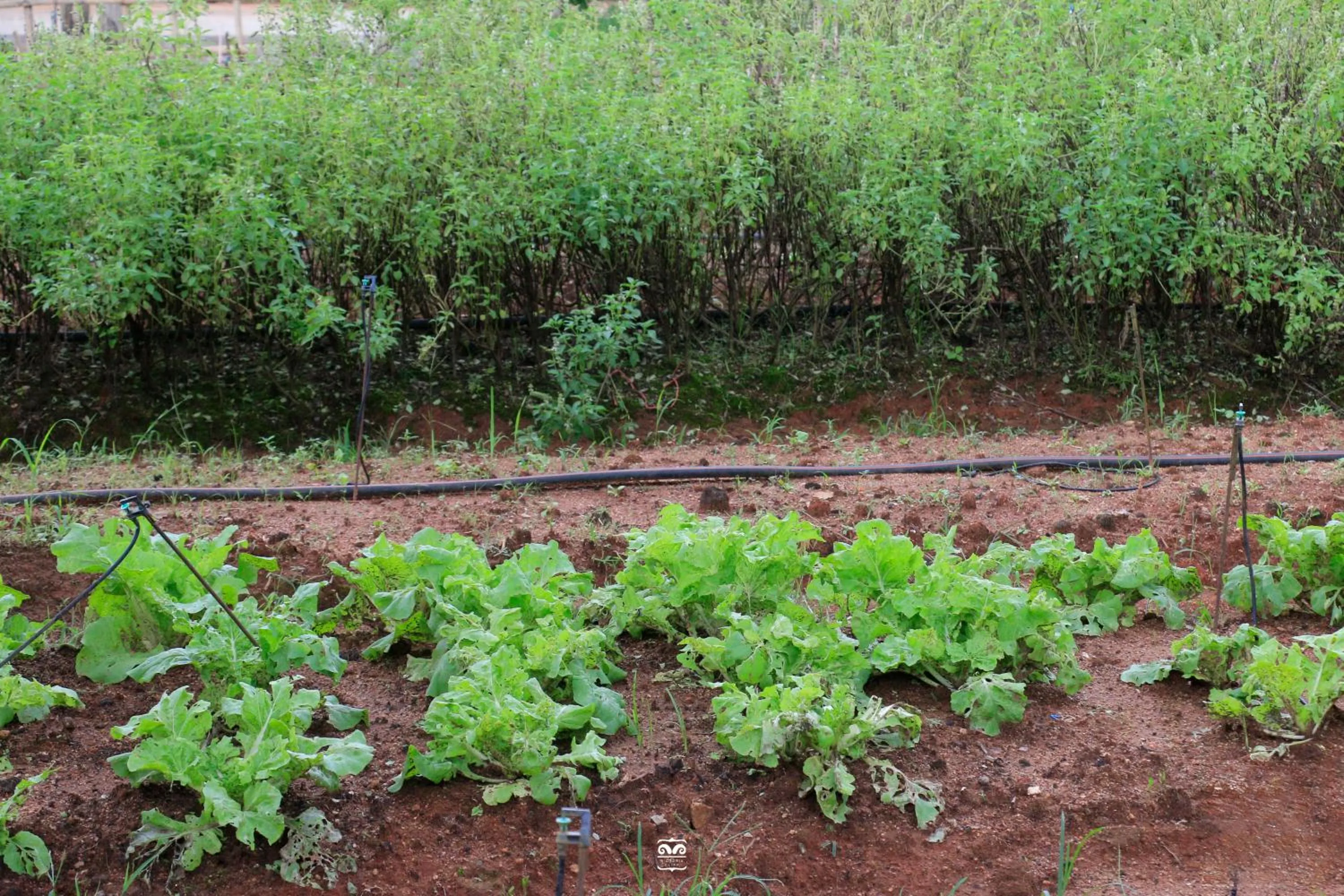 Spring in Victoria Cliff Hotel & Resort, Kawthaung