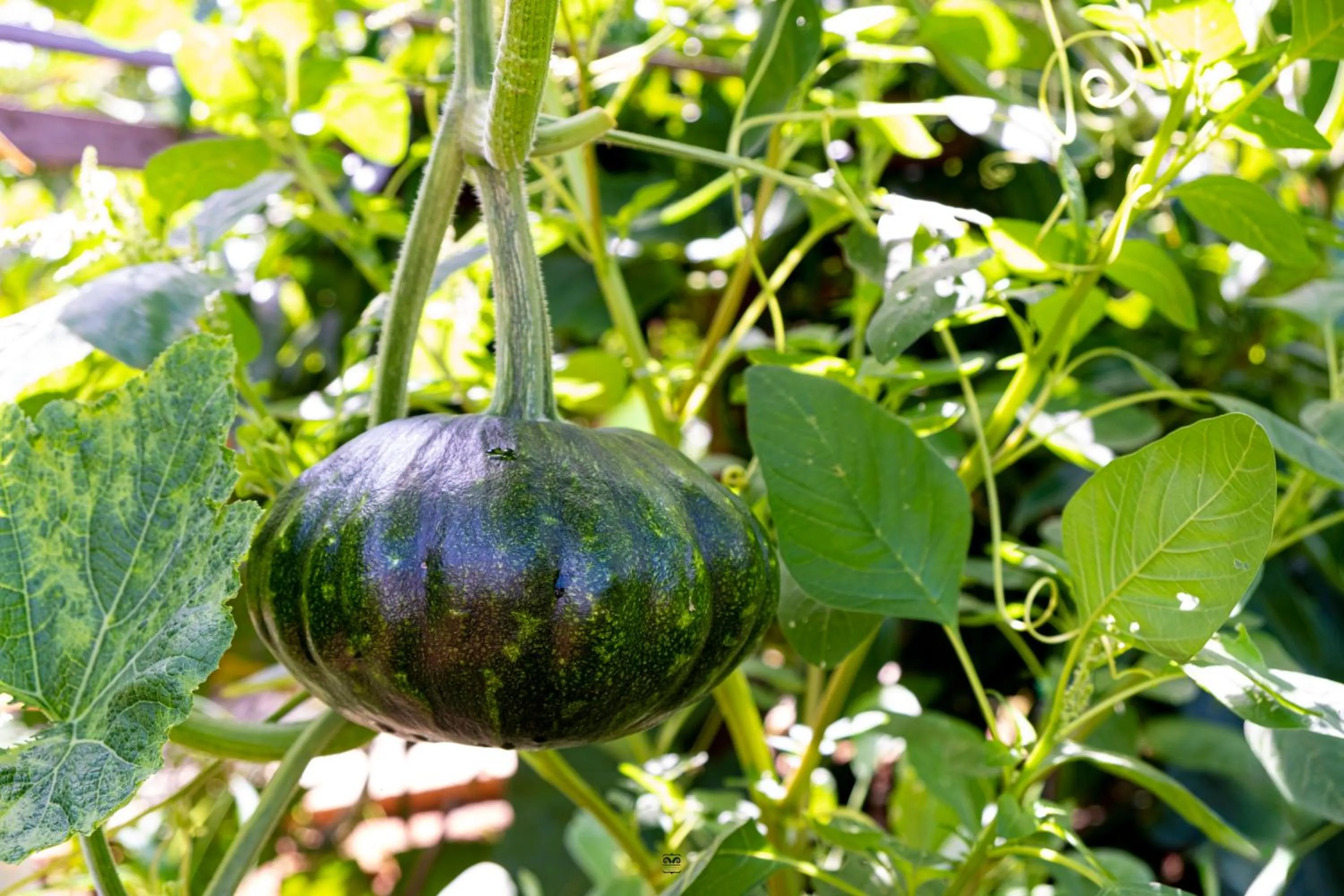 Day in Victoria Cliff Hotel & Resort, Kawthaung