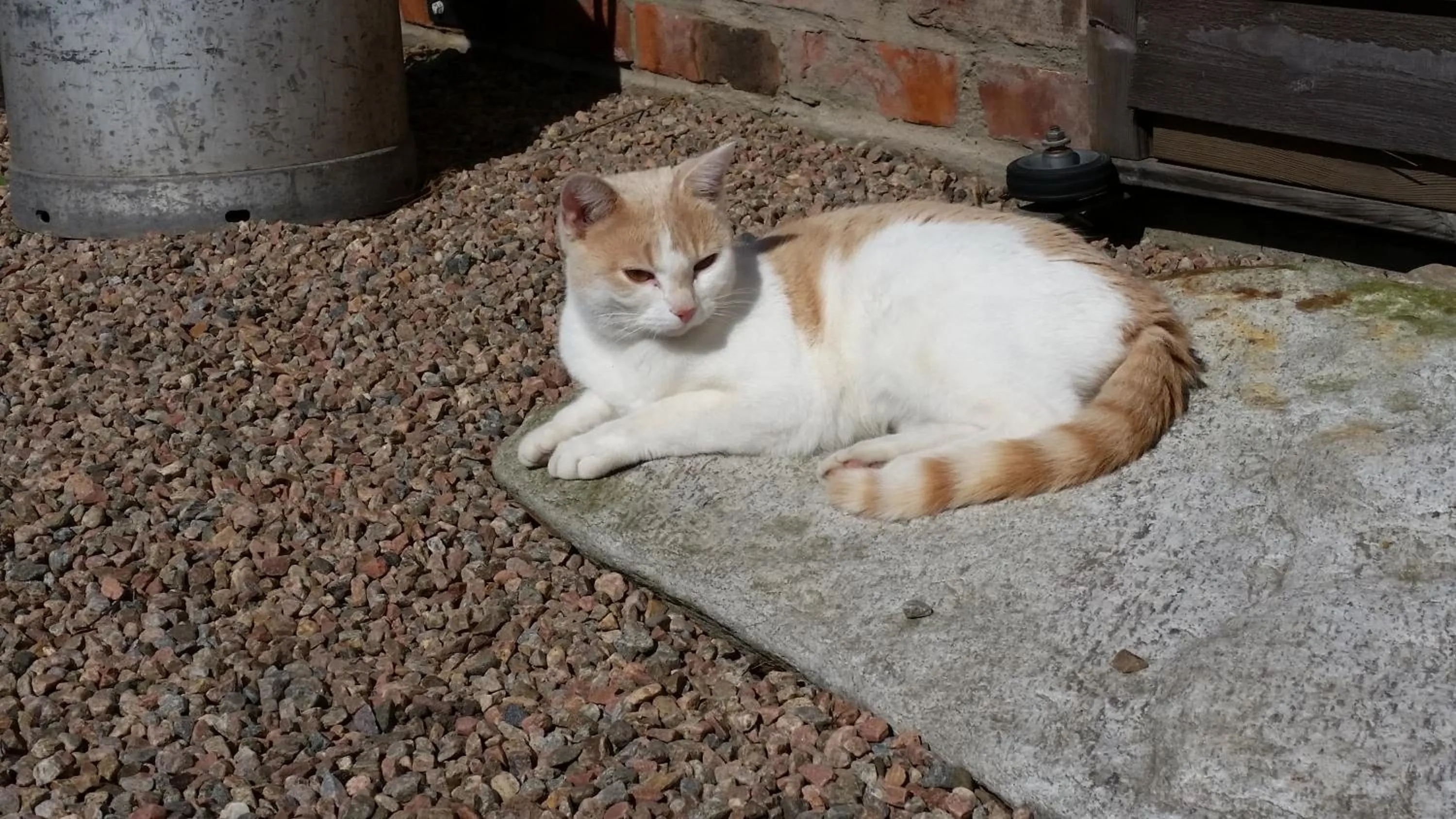 Pets in Rönnås Lada