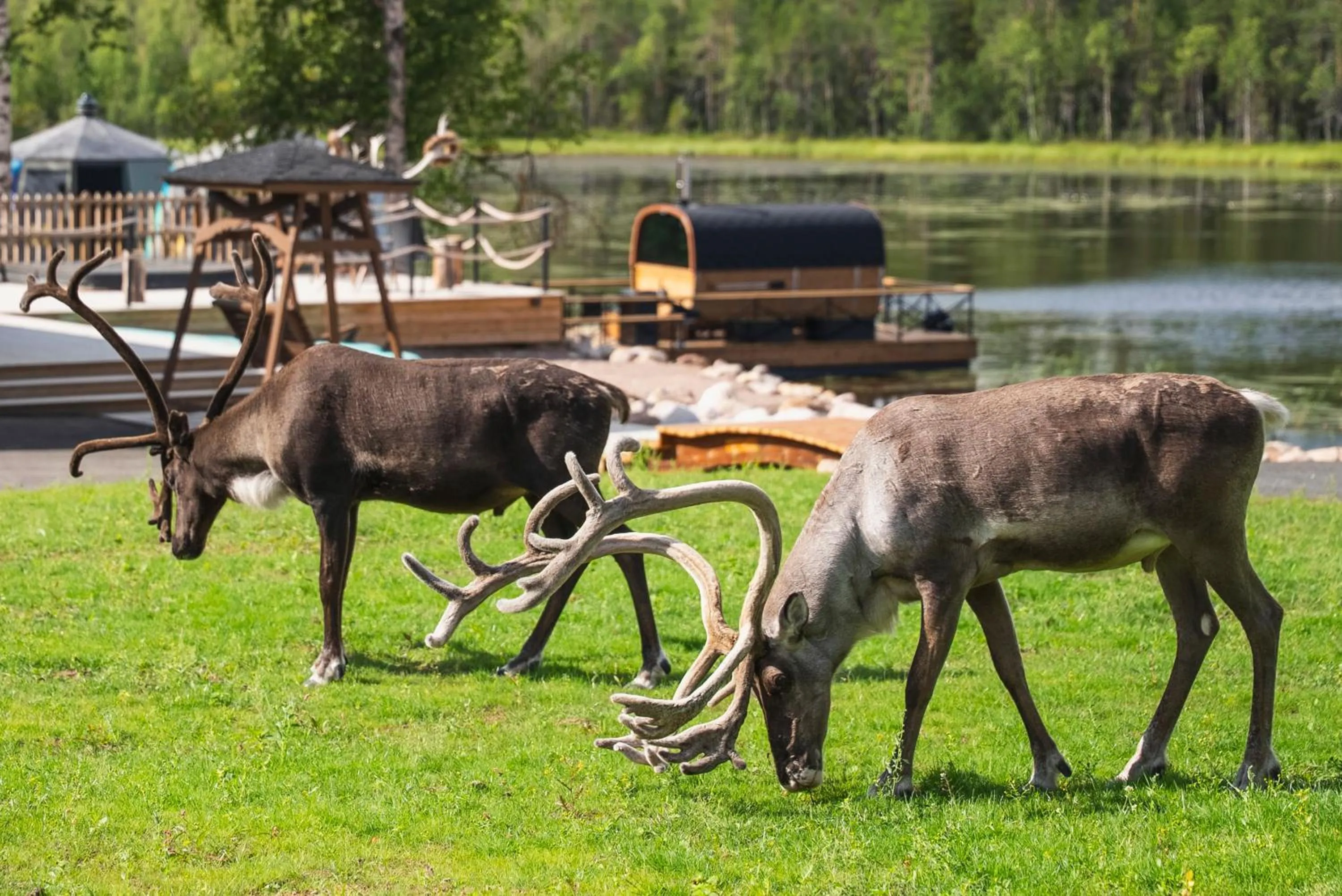 Restaurant/places to eat in Aito Igloo & Spa Resort