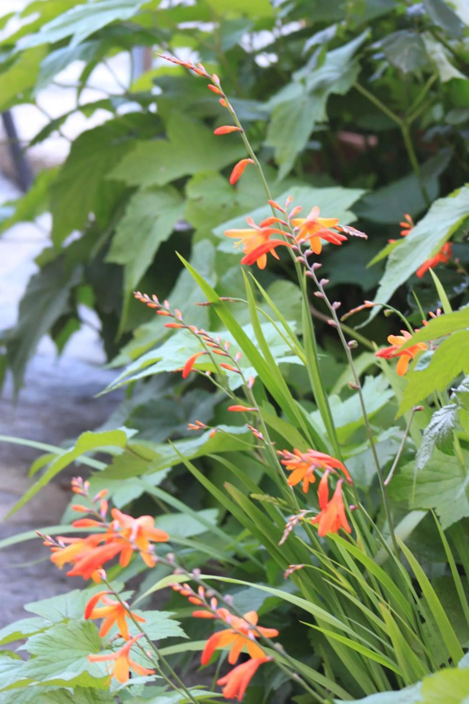 Other in Balcone Fiorito