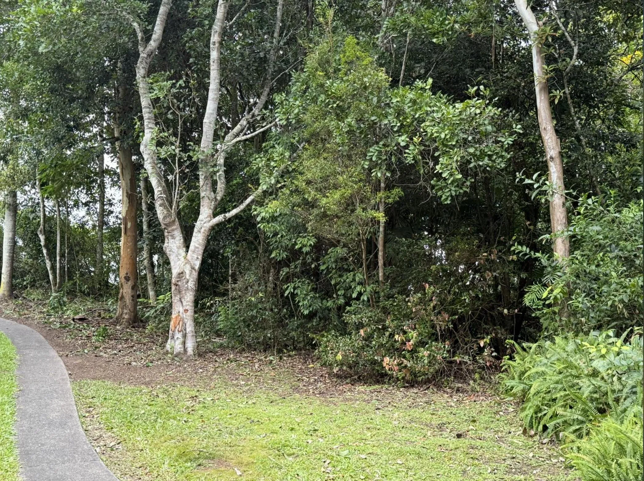 Garden in Atherton Blue Gum