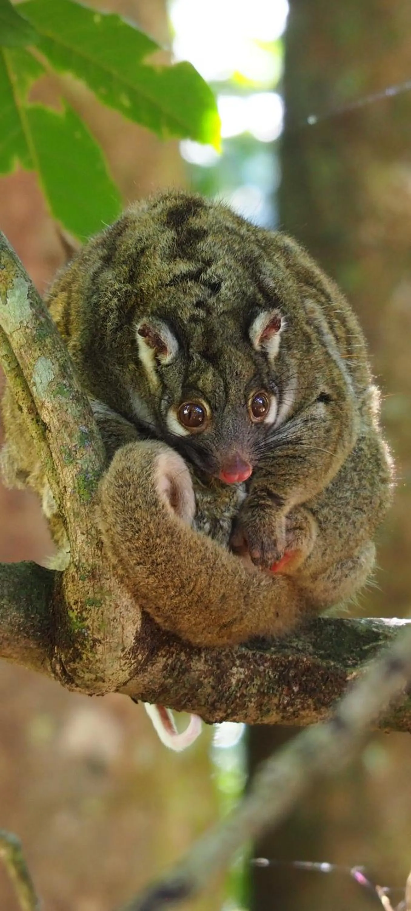 children in Atherton Blue Gum