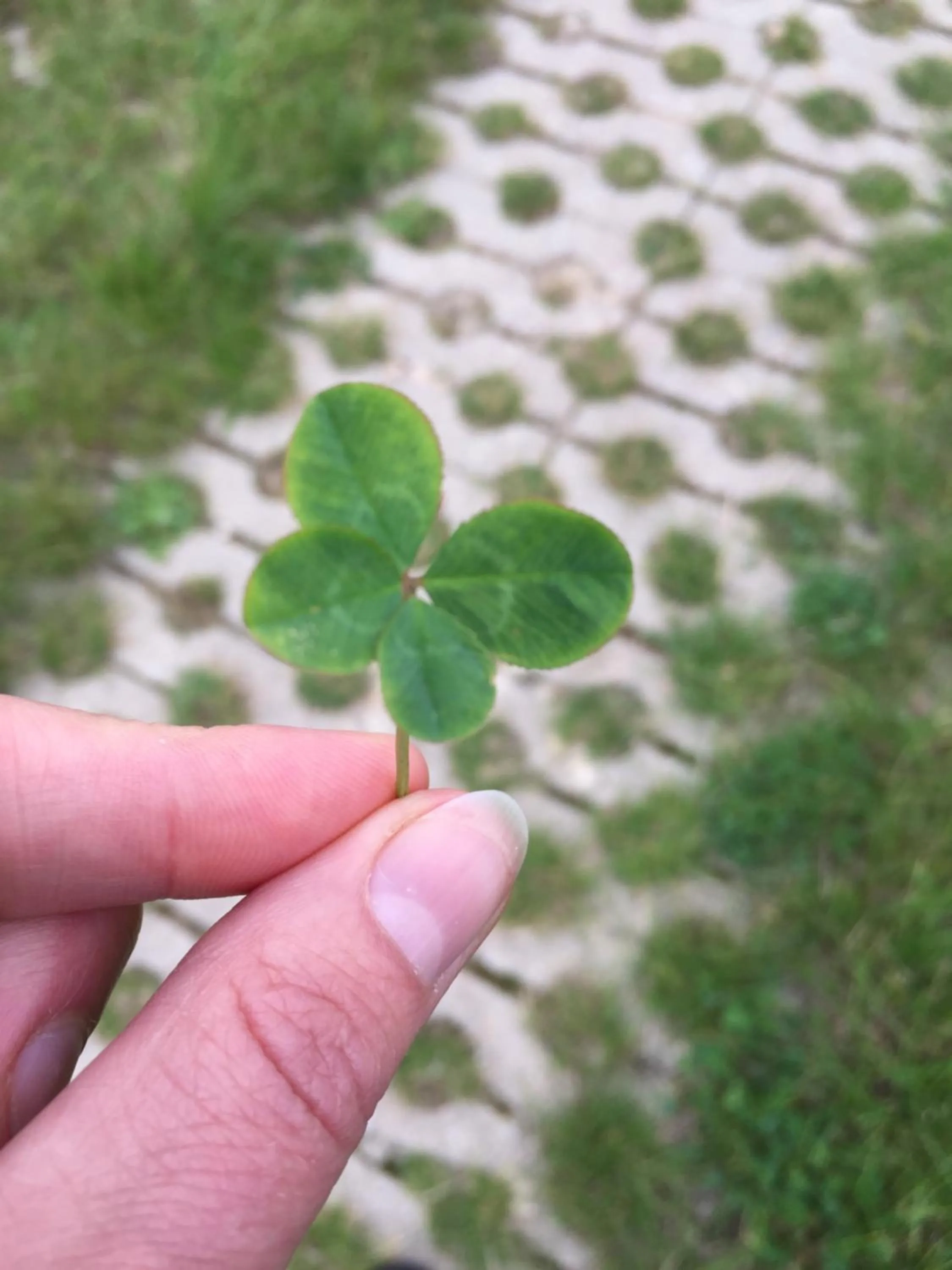 Natural landscape in Hanzestadslogement "De Leeuw", logies in het centrum van Deventer