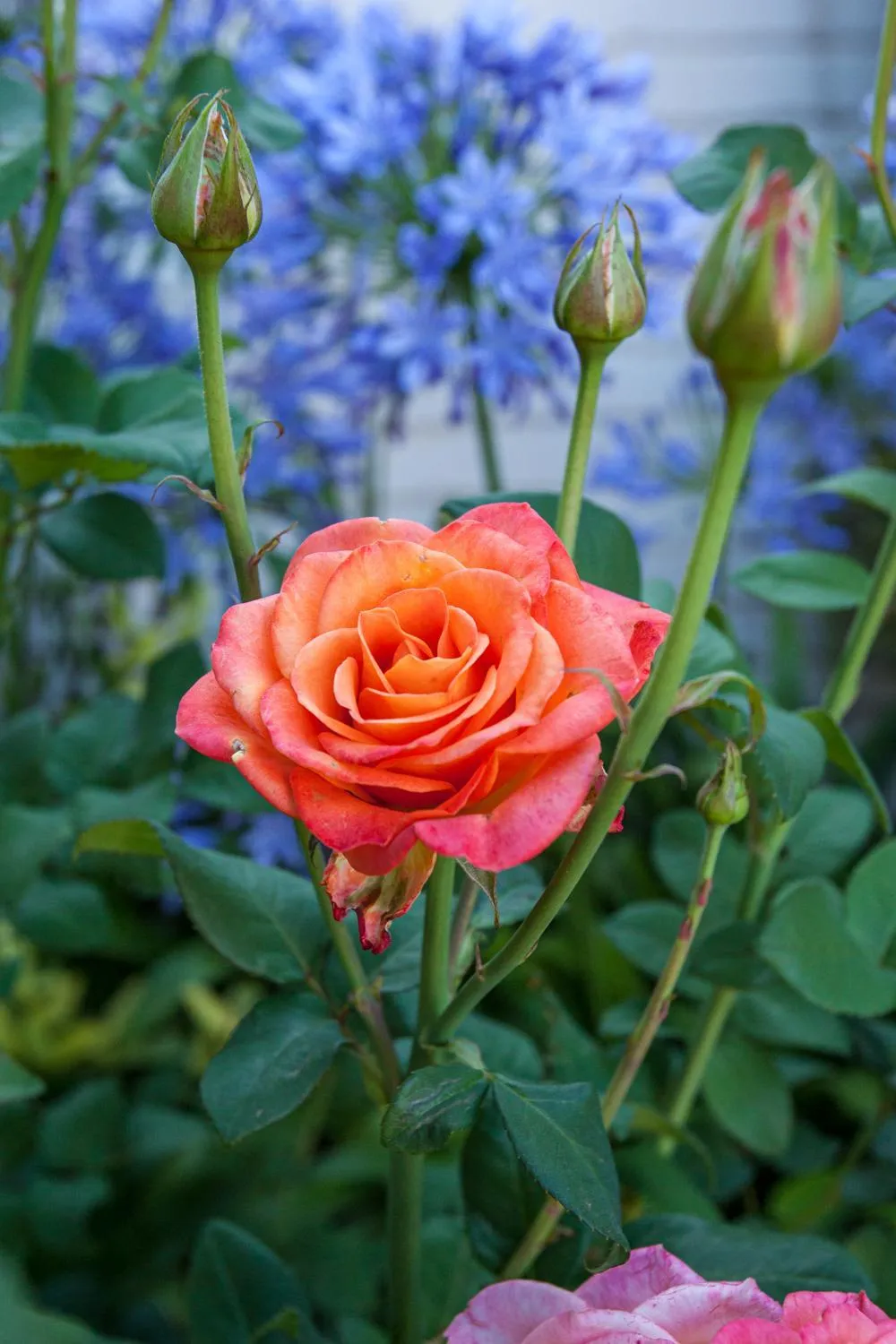 Garden in Touraco Guesthouse