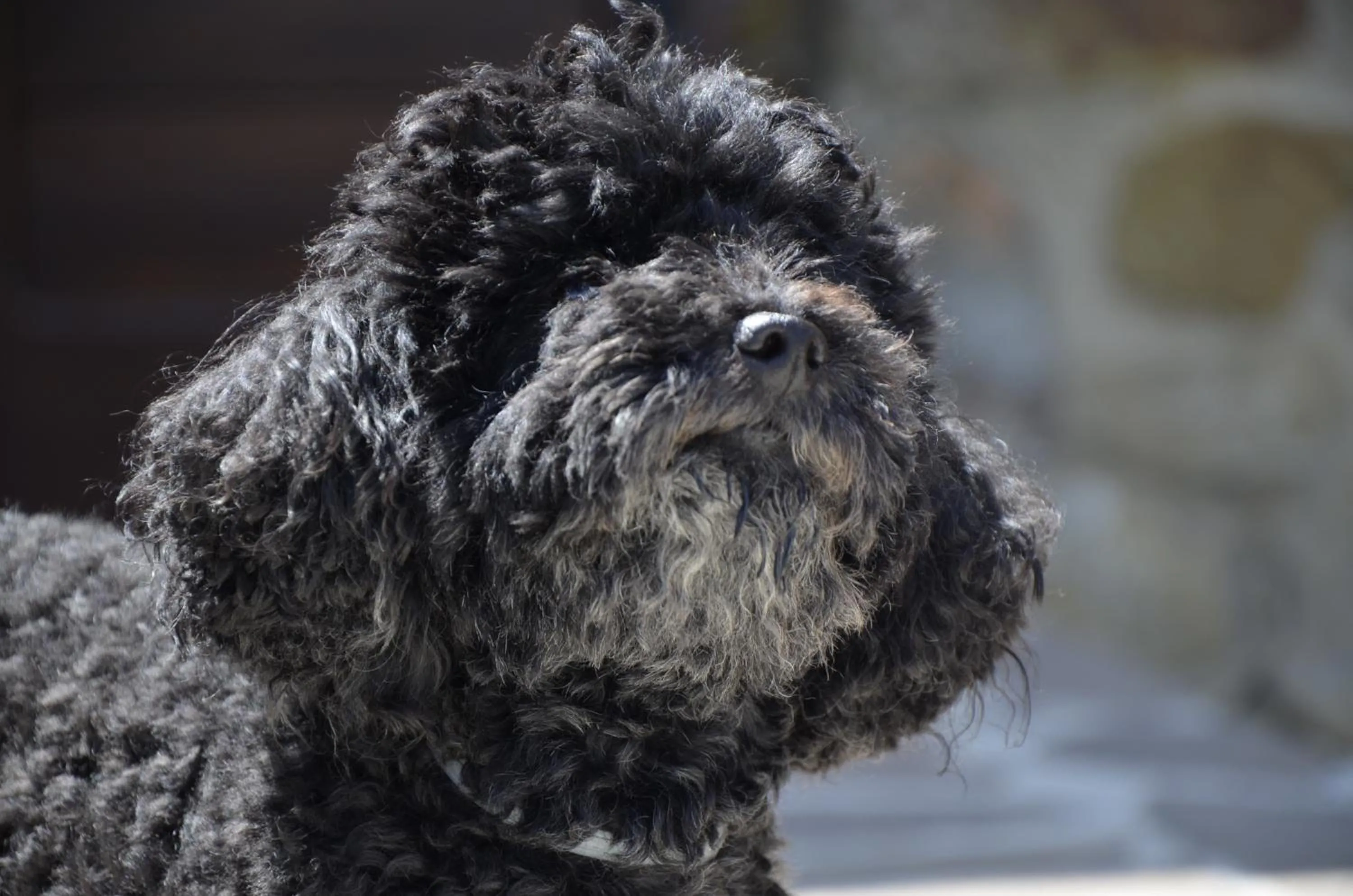 Pets in Piccolo Relais Galletto di Marzo Spa e relax solo per due