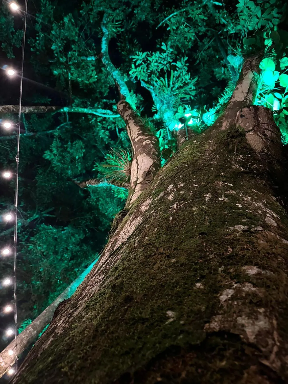 Natural landscape in Palo Alto Glamping Hotel